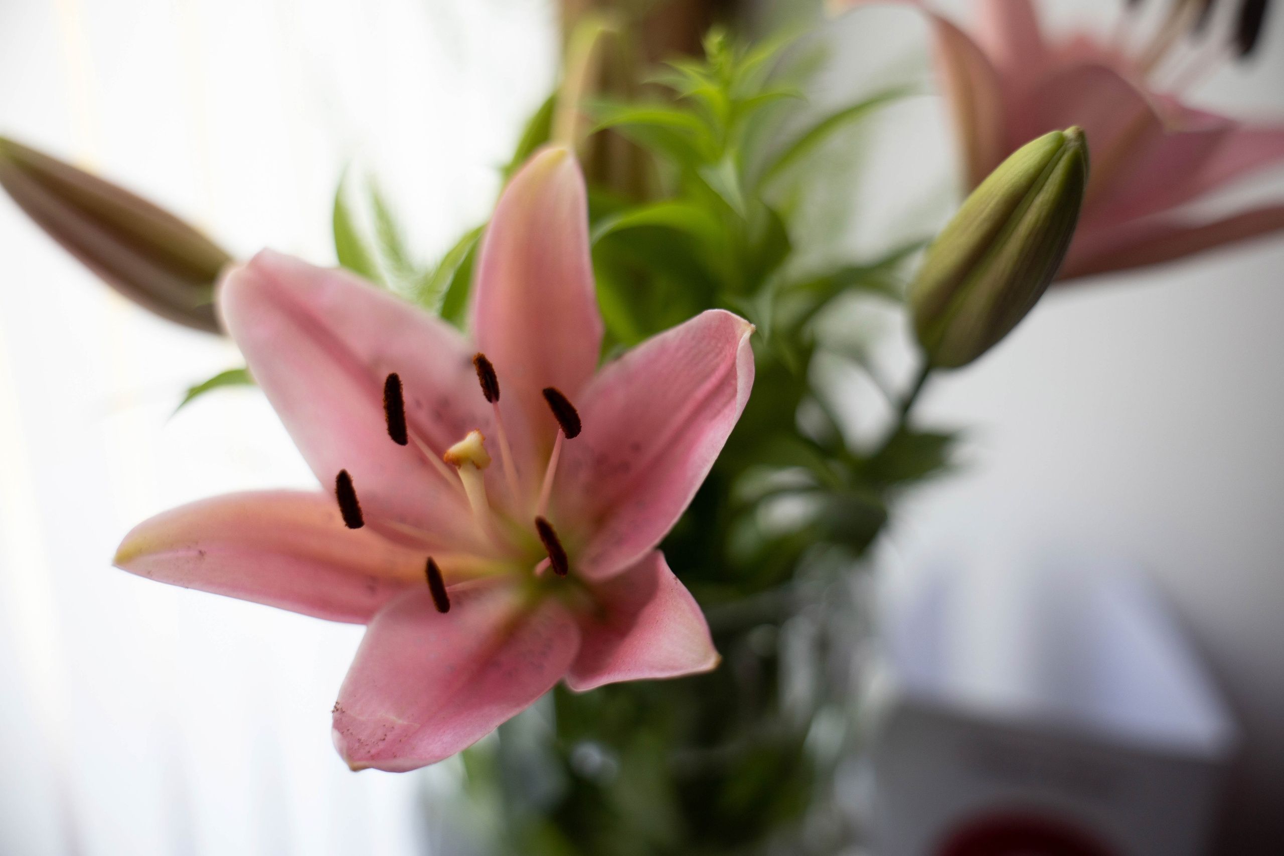 Фотосессия «Репортаж». Фотограф в Крыму Татьяна Барицкая ЕНОТИКА