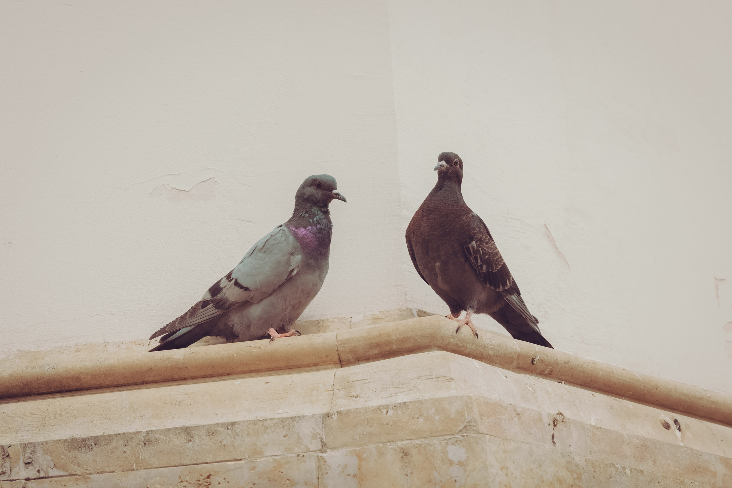 Екатерининский собор. Свадебный фотограф, крещение, венчание СПБ, Белгород Анна Коршунова