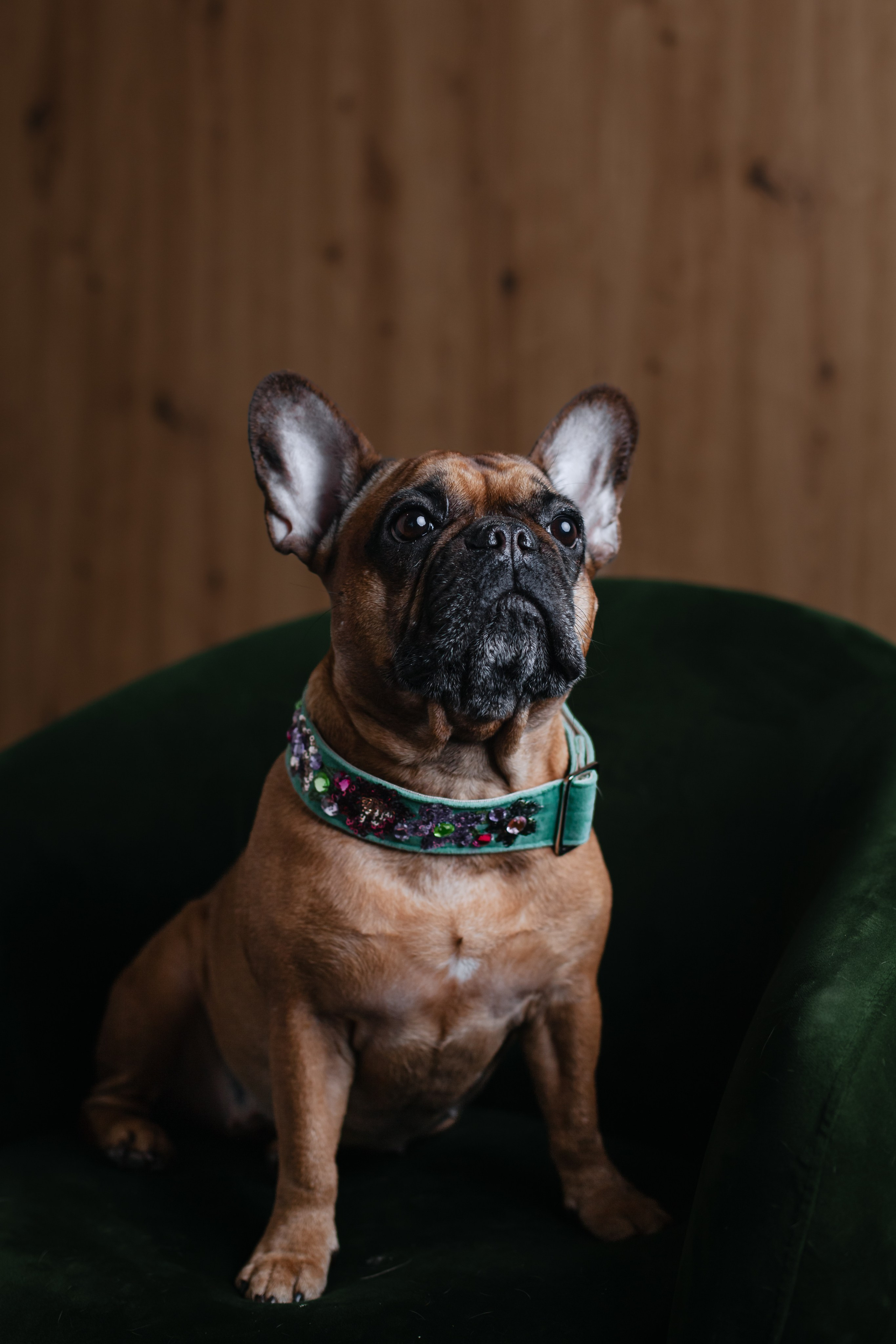 Бульвстреча 2025. Фотограф-анималист Татьяна Степанова