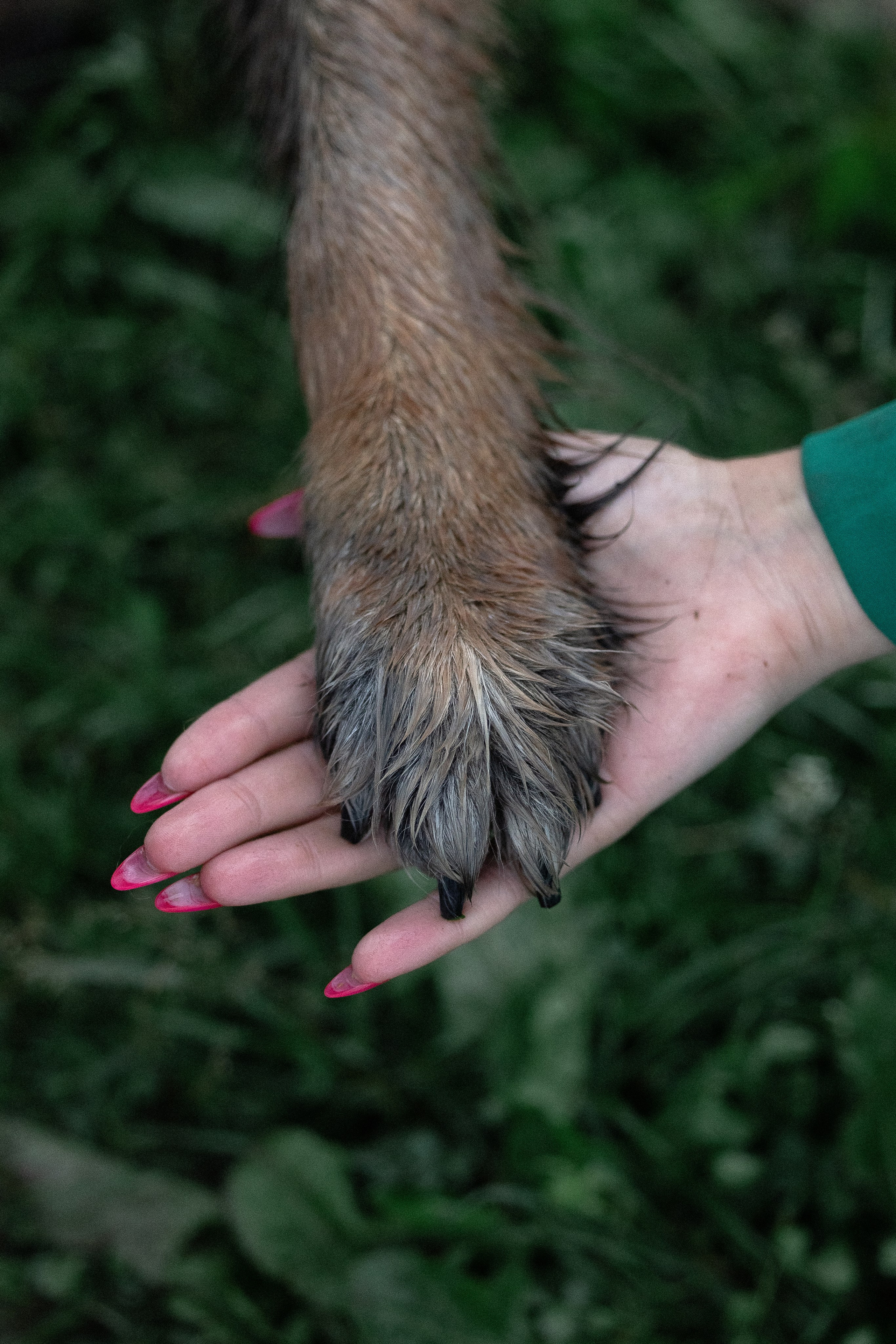Алена, Фанни и Фрея. Фотограф и видеограф анималист Аганина Дарья