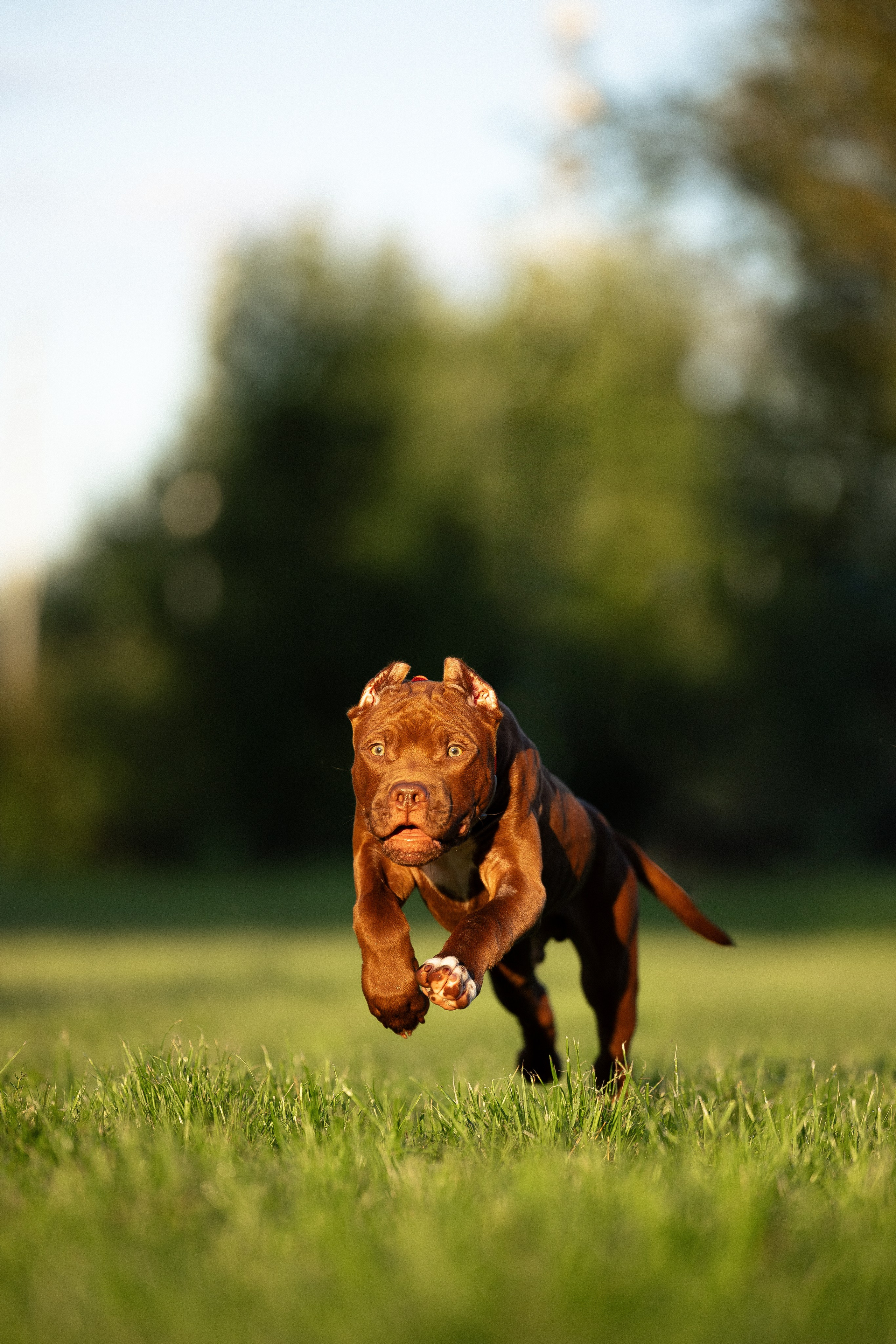 Елена и Хан. Фотограф и видеограф анималист Аганина Дарья