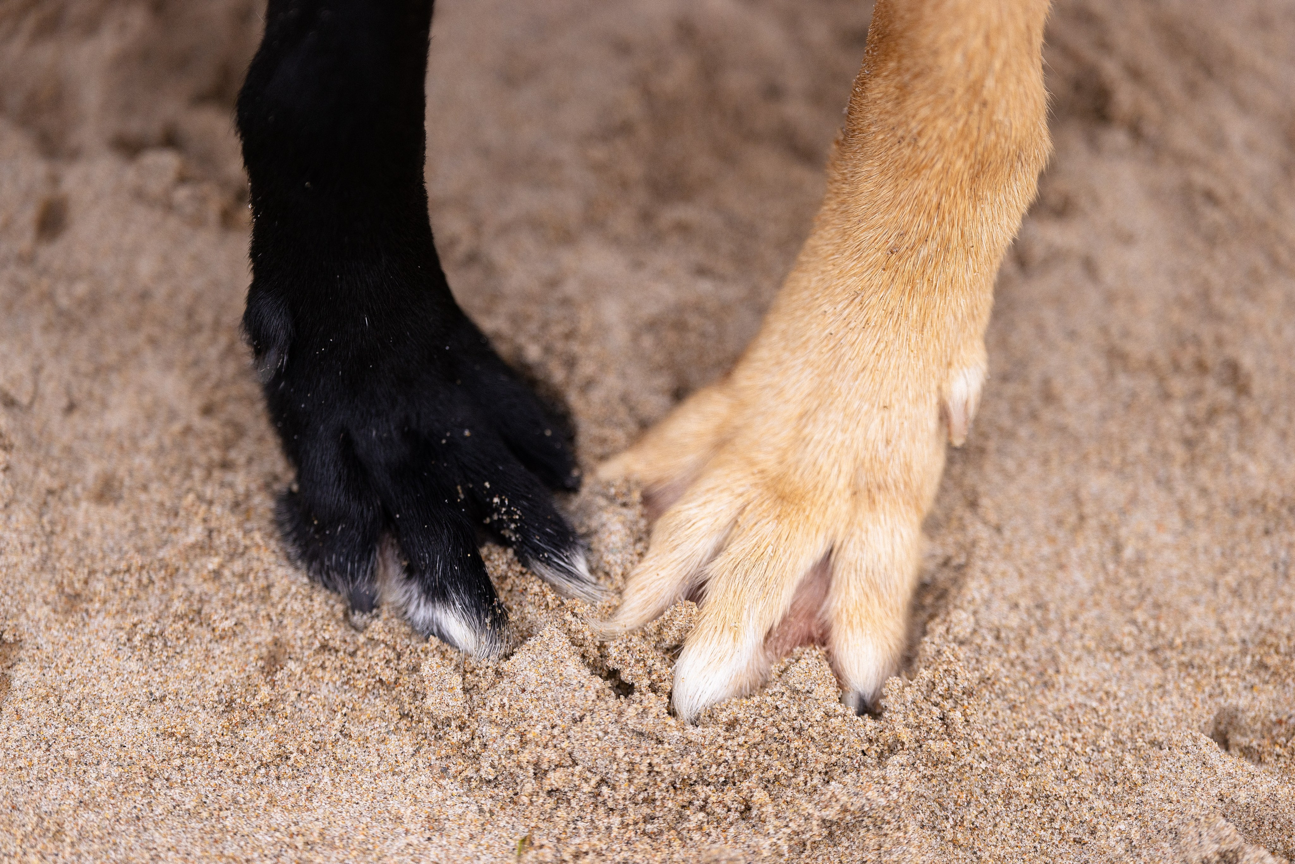 Karelia. Фотограф и видеограф анималист Аганина Дарья