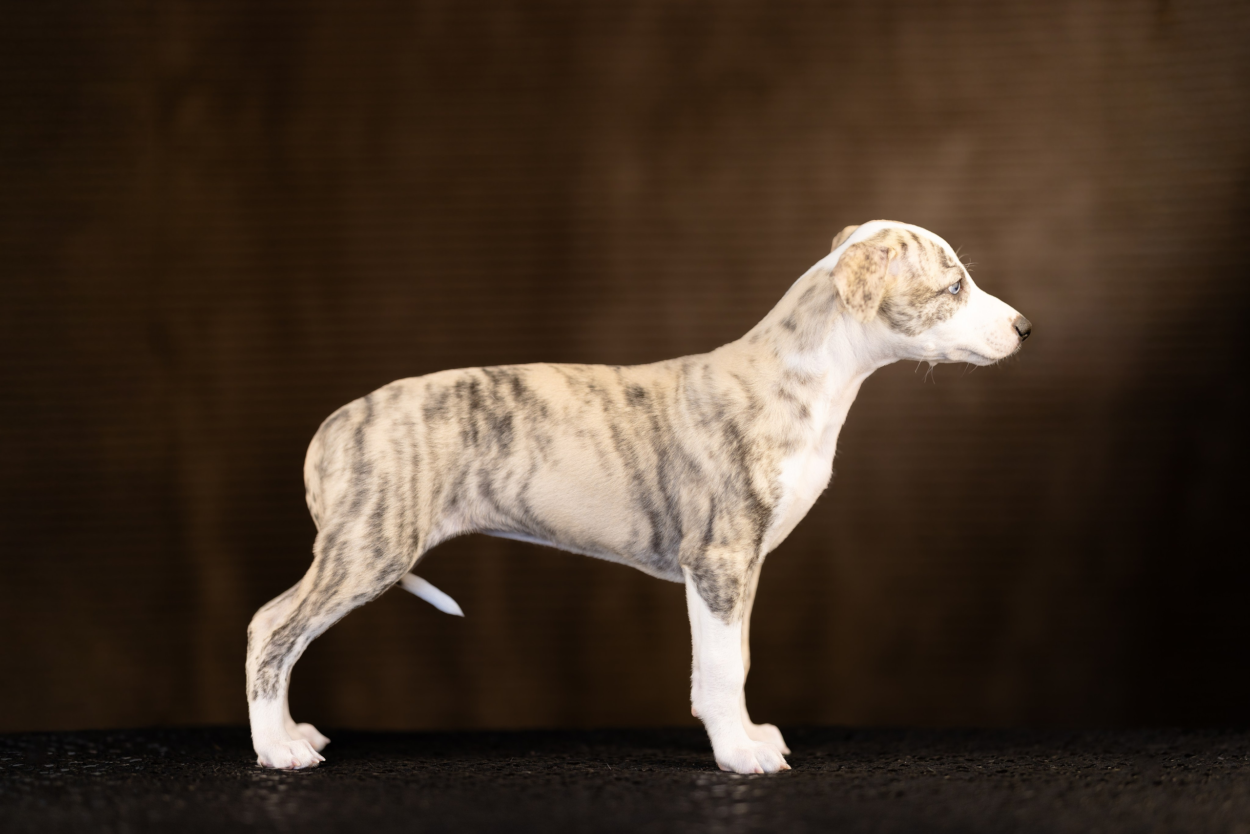 Уиппет. Фотограф и видеограф анималист Аганина Дарья