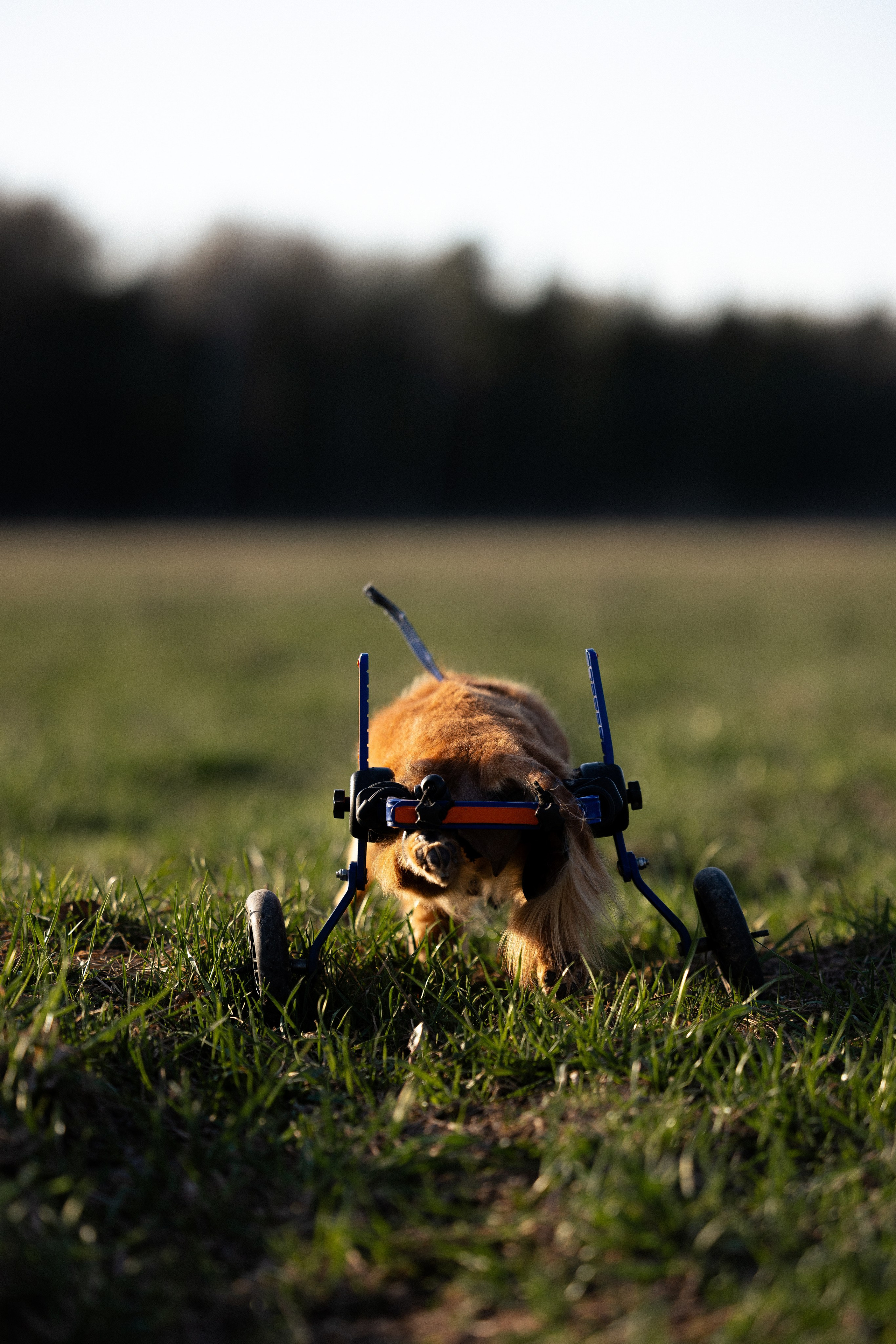 Разношерстная компания. Фотограф и видеограф анималист Аганина Дарья