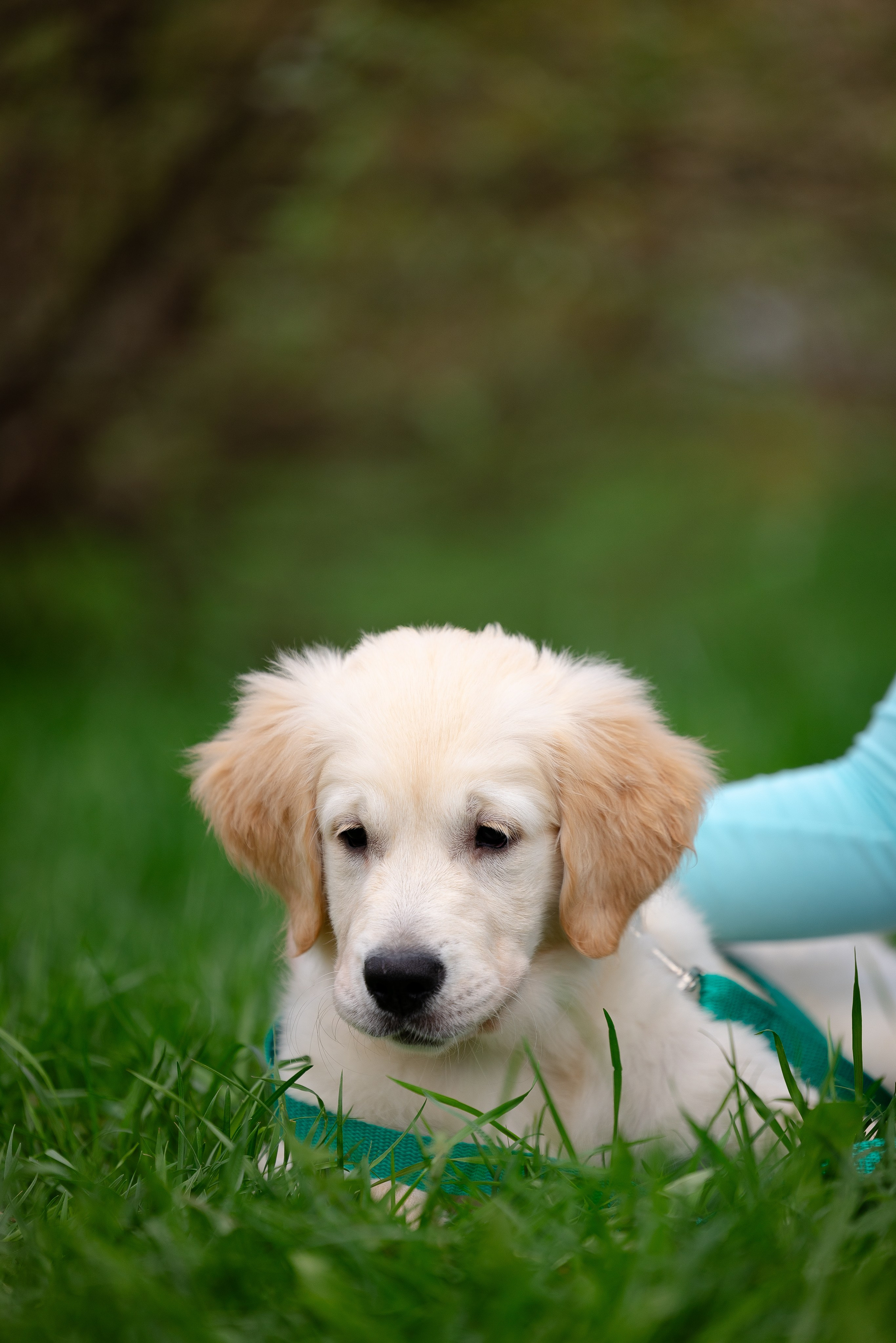 Голден ретривер. Фотограф и видеограф анималист Аганина Дарья