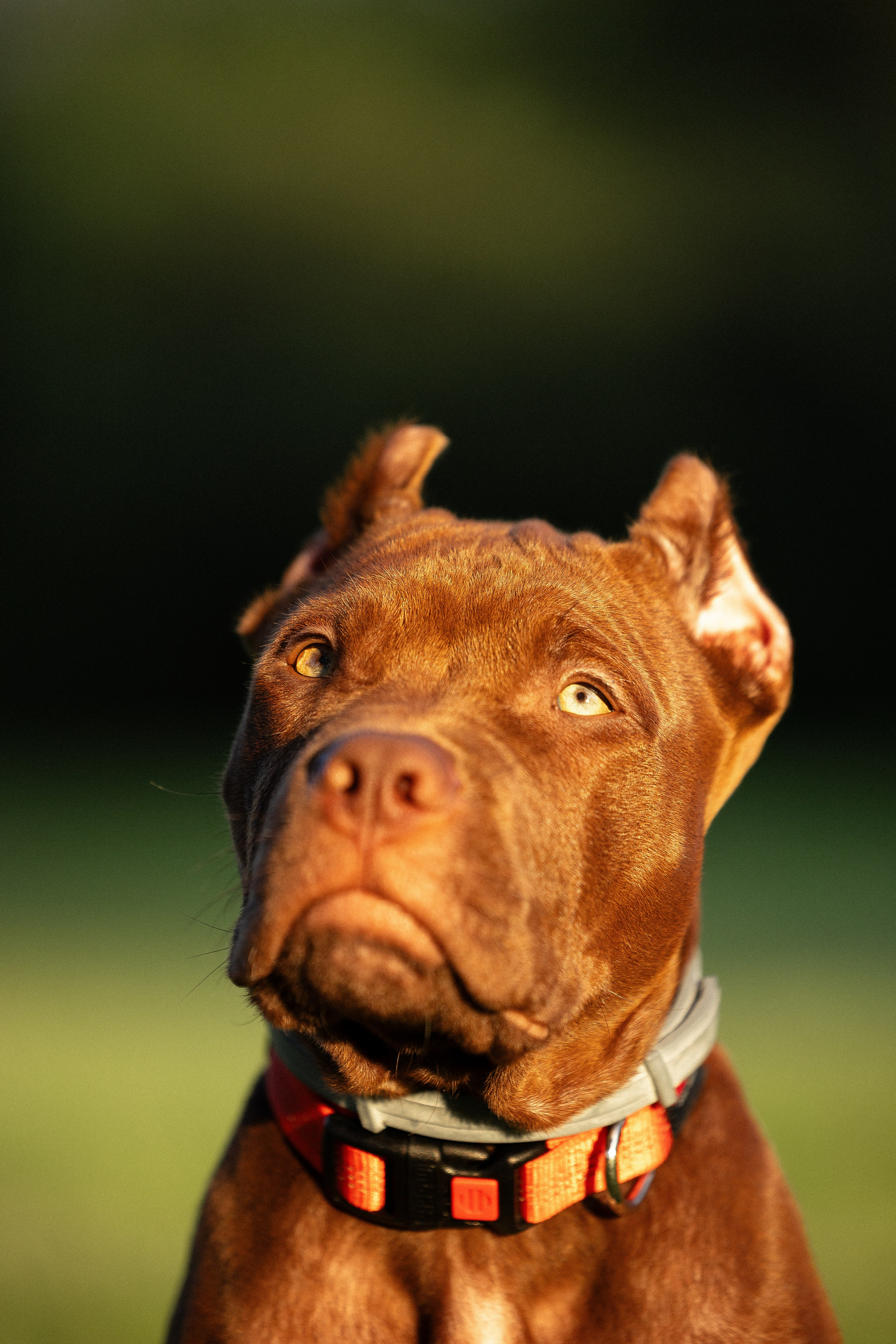 Елена и Хан. Фотограф и видеограф анималист Аганина Дарья