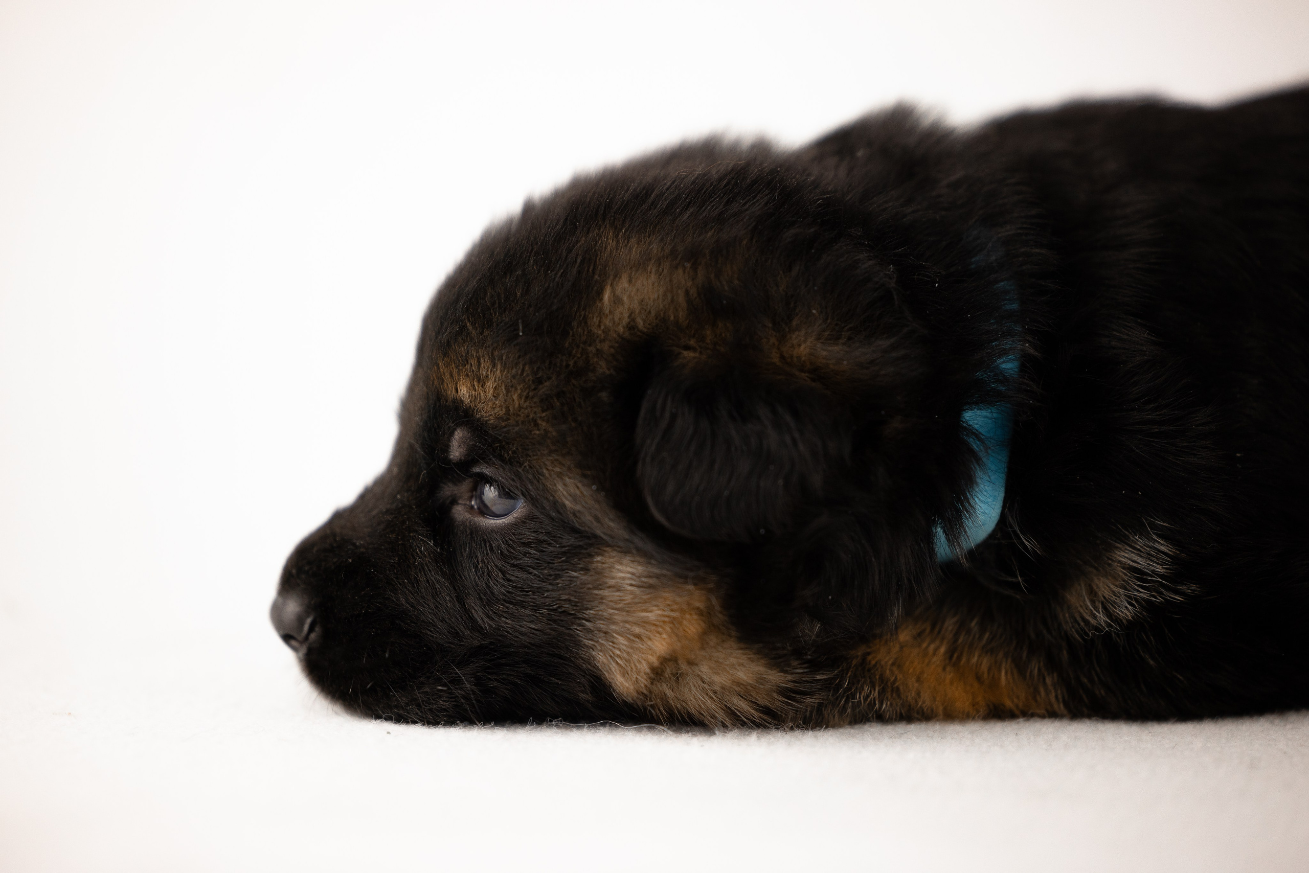 Немецкая овчарка. Фотограф и видеограф анималист Аганина Дарья