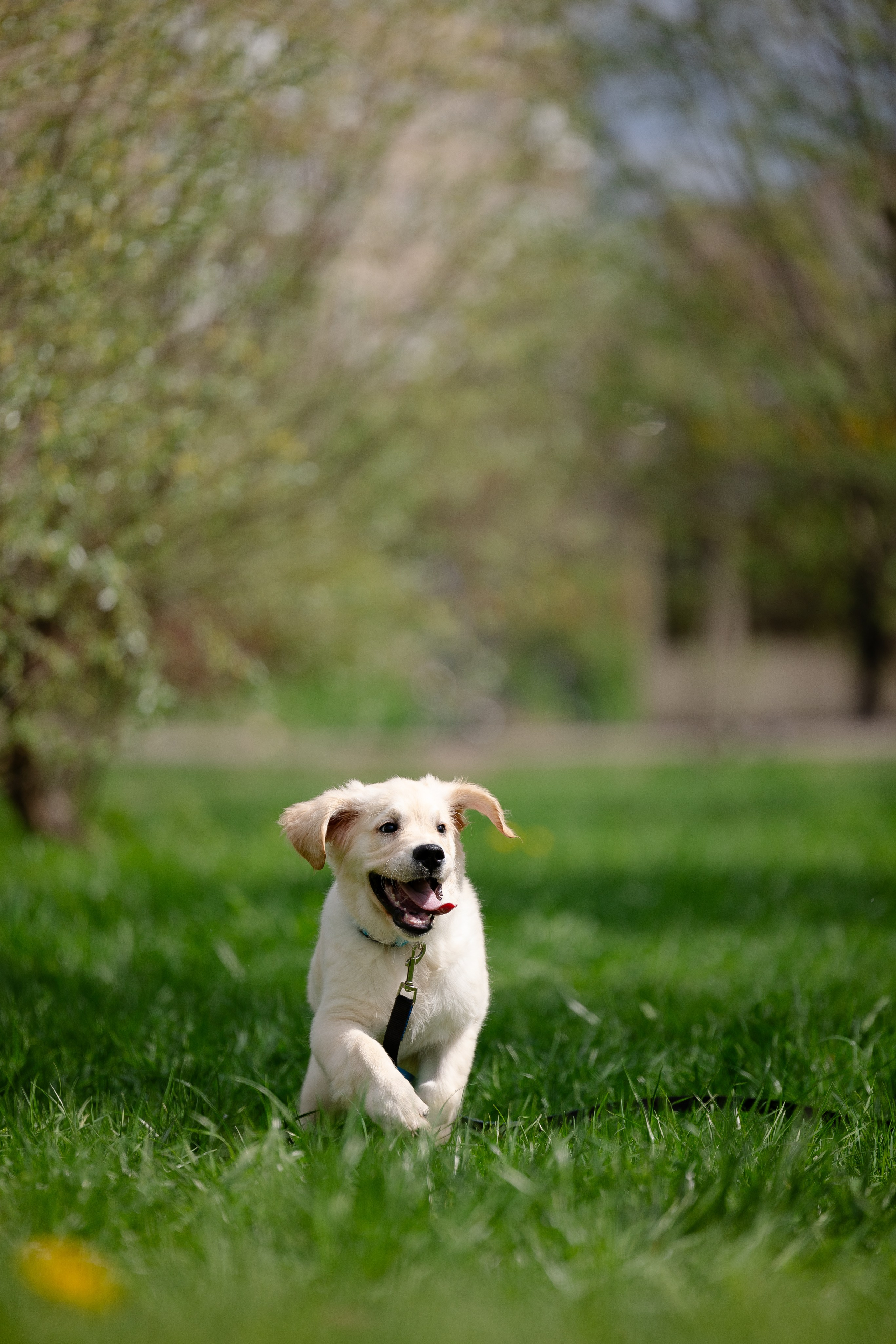 Голден ретривер. Фотограф и видеограф анималист Аганина Дарья