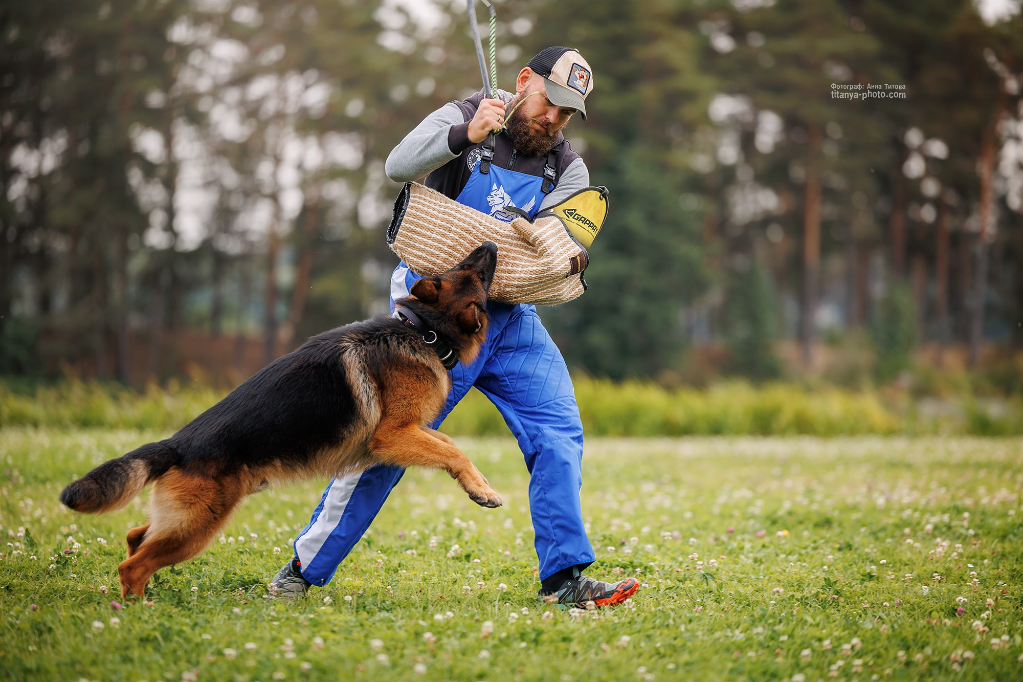 Тренировка по защите в питомнике немецких овчарок «Легенда Волги». Фотограф собак, фотограф-анималист Аня Титова (Titanya). Москва