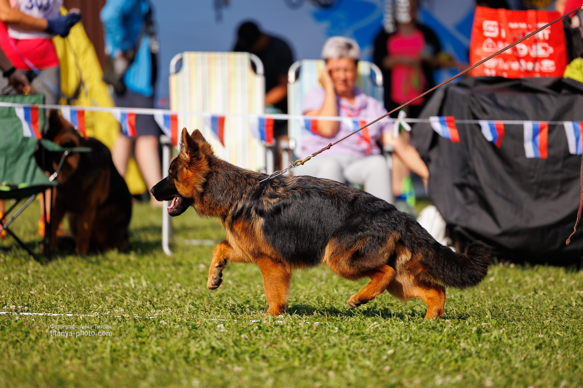 Немецкие овчарки: фото из рингов и вне ринга, мутпроба (фотографии с выставок). Фотограф собак, фотограф-анималист Аня Титова (Titanya). Москва