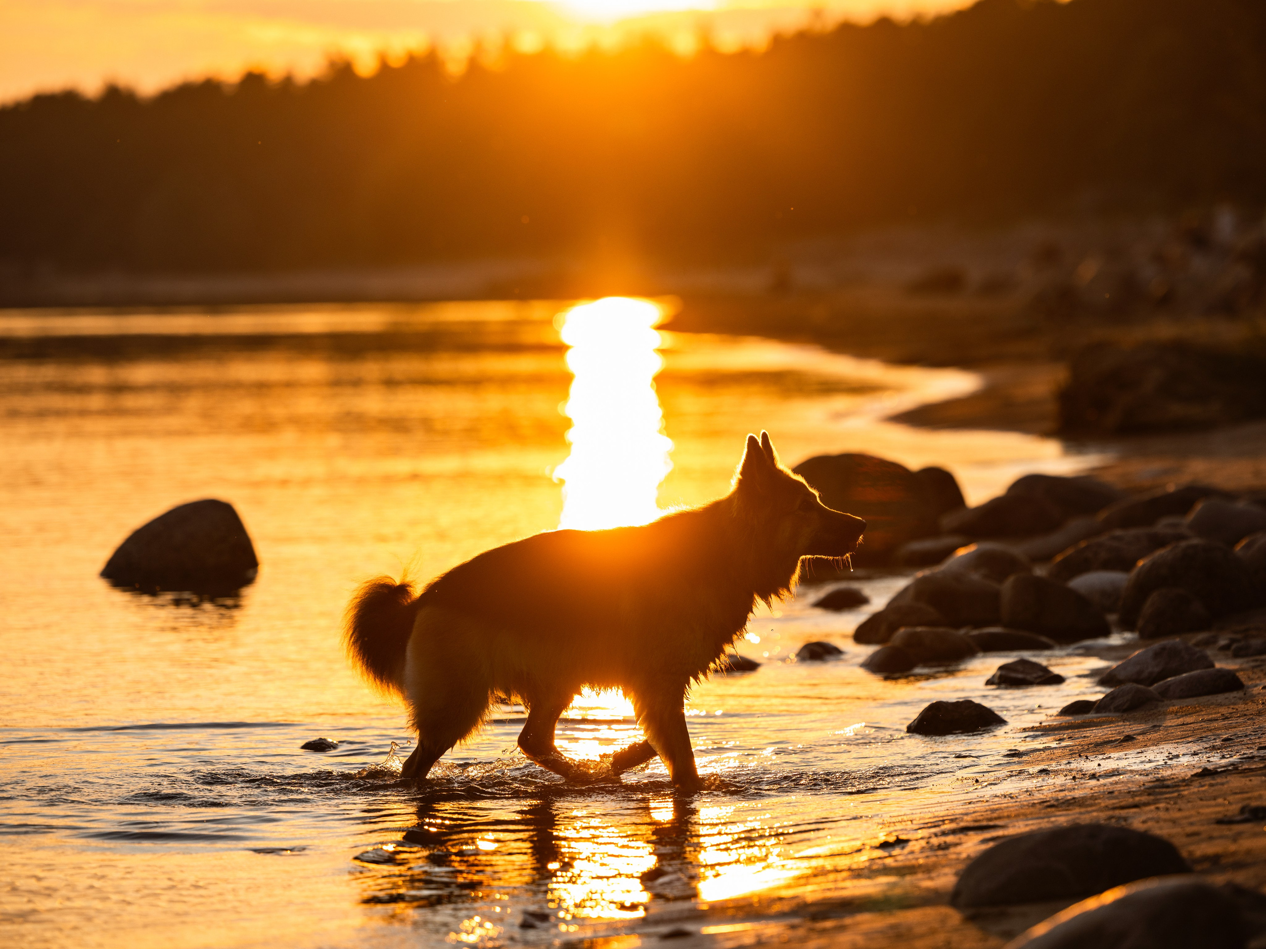 Прогулка. Фотограф животных и людей в Санкт-Петербурге Дарья Быстрицкая