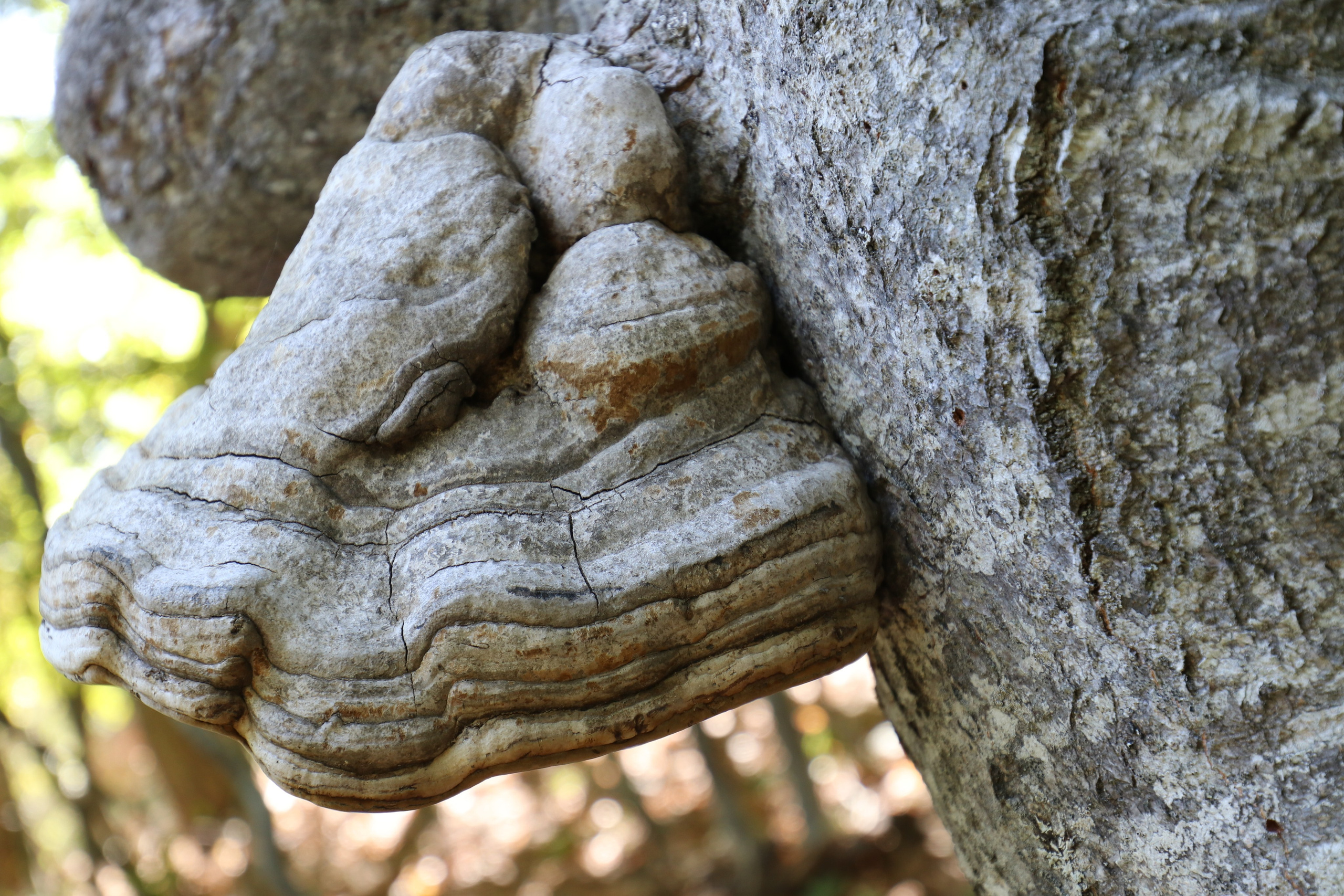 Крым. ЮБК (Фиолент, Ай-Петри, Роман-Кош). Знакомство. Октябрь 2017. Путешественник-фотограф из Санкт-Петербурга Татьяна Свистулина
