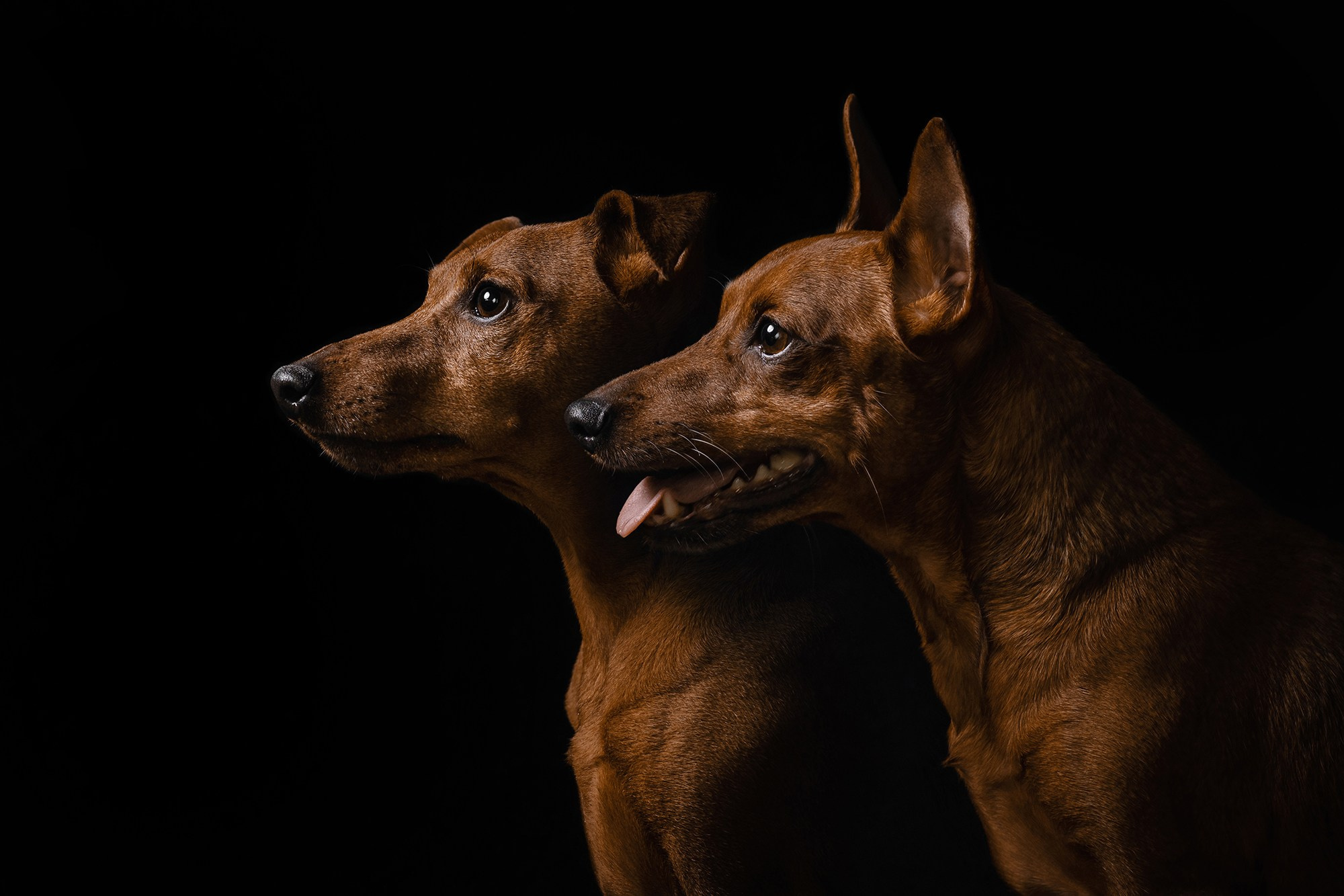 Питомец в кадре. Фотограф Анна Тюрина