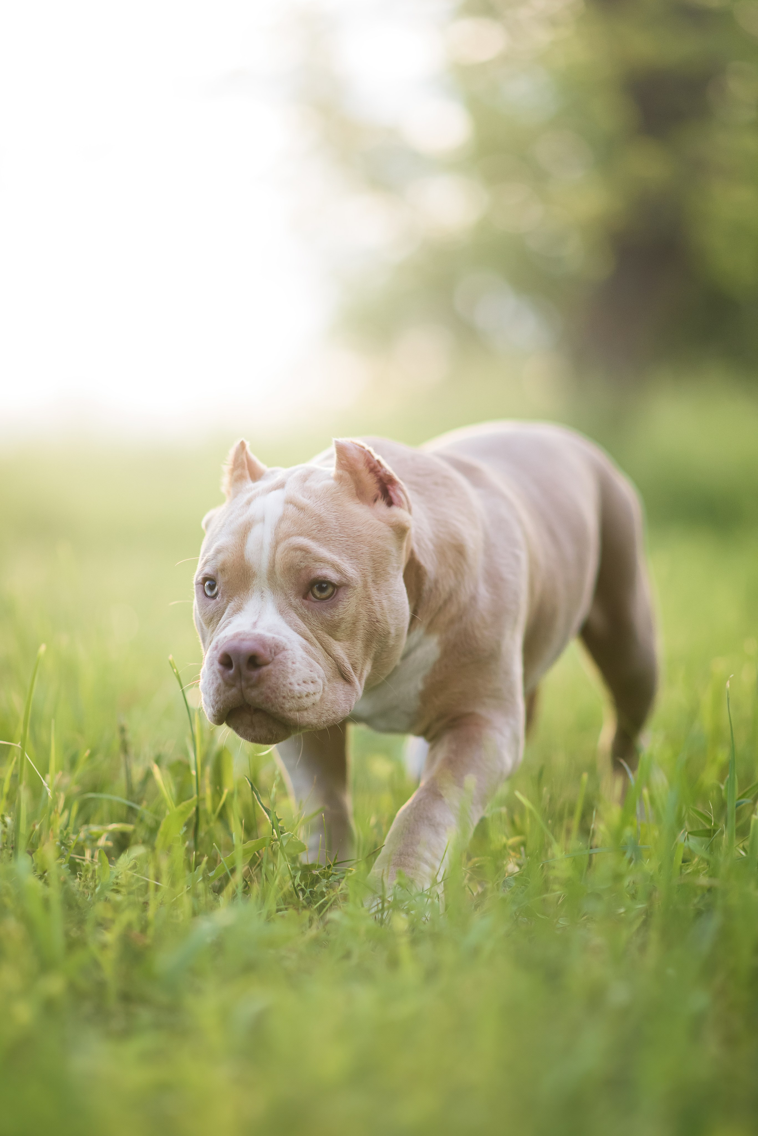 Щенки Американского Булли — 15.06.2024. Фотограф — Анималист | Анна Абрамова