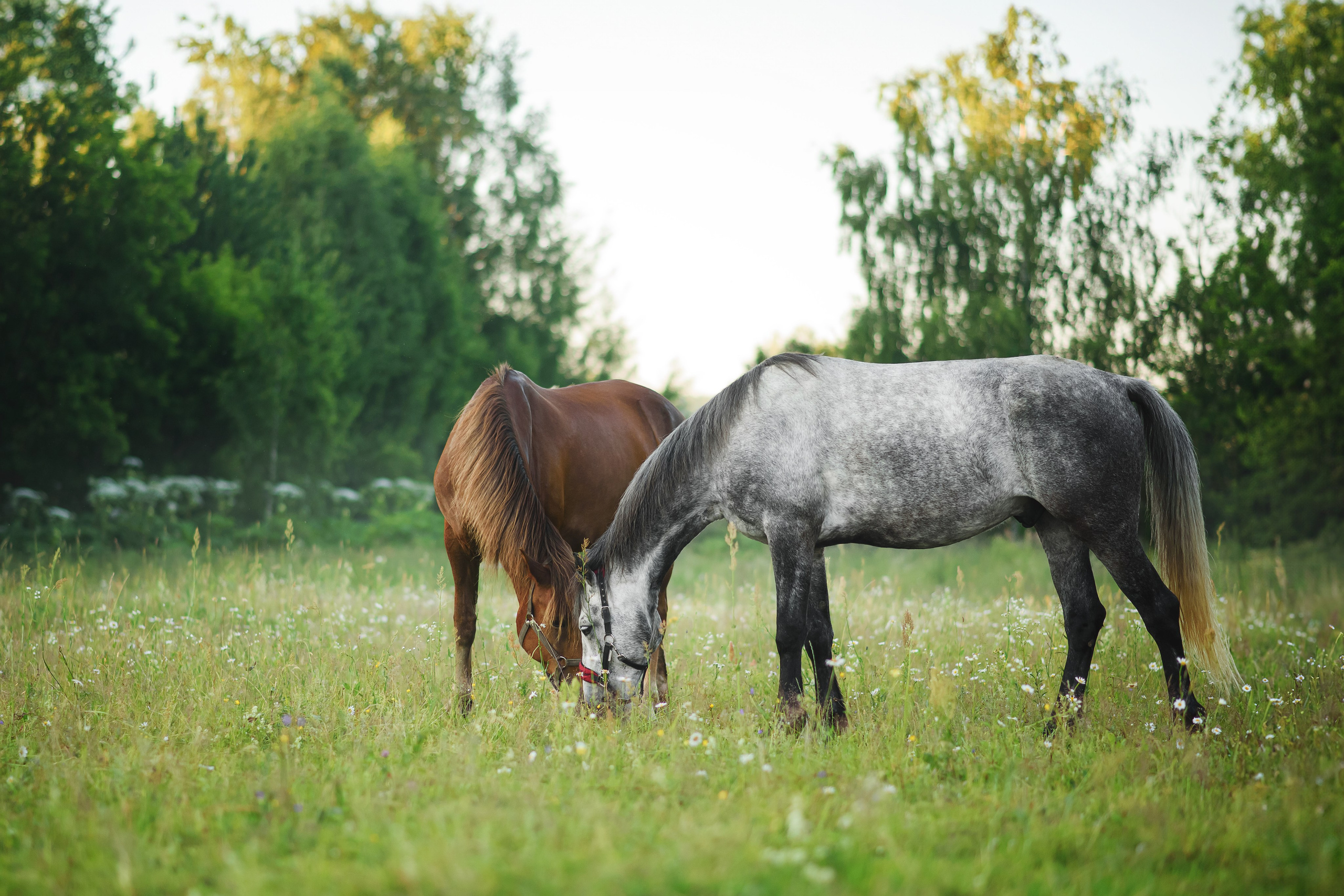Дакар и Рамина — 29.06.2024. Фотограф — Анималист | Анна Абрамова