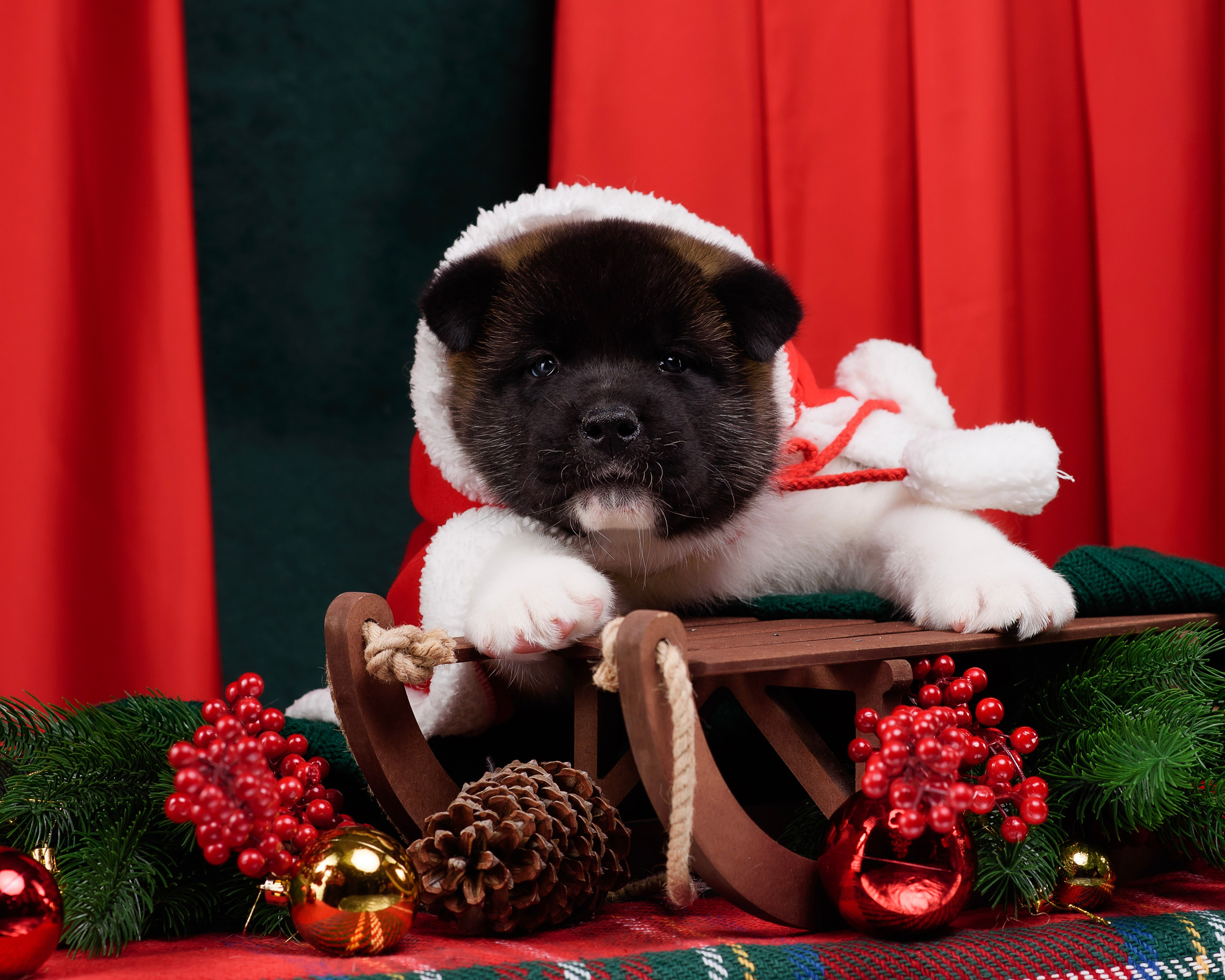 Щенки Американской Акиты. Фотограф — Анималист | Анна Абрамова