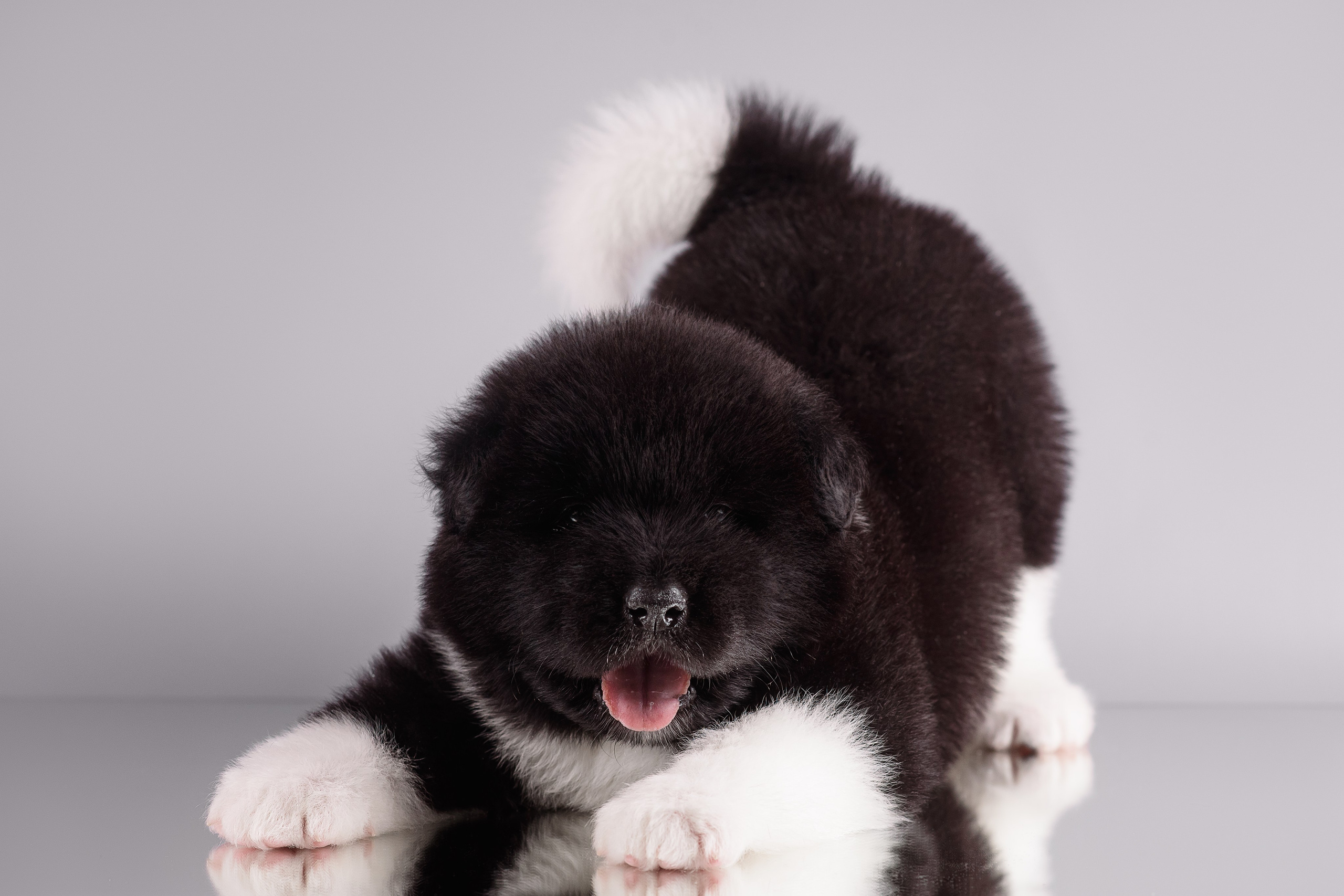 Щенки Американской Акиты — 04.11.2024. Фотограф — Анималист | Анна Абрамова