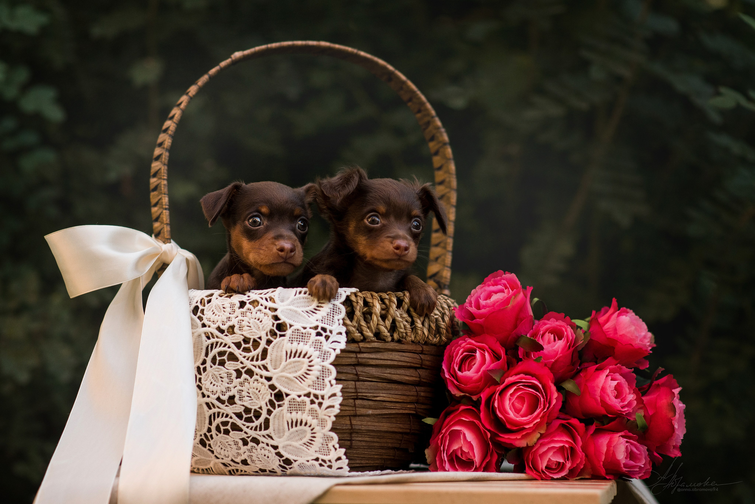 Щенки пражских крысариков — 06.08.2023. Фотограф — Анималист | Анна Абрамова