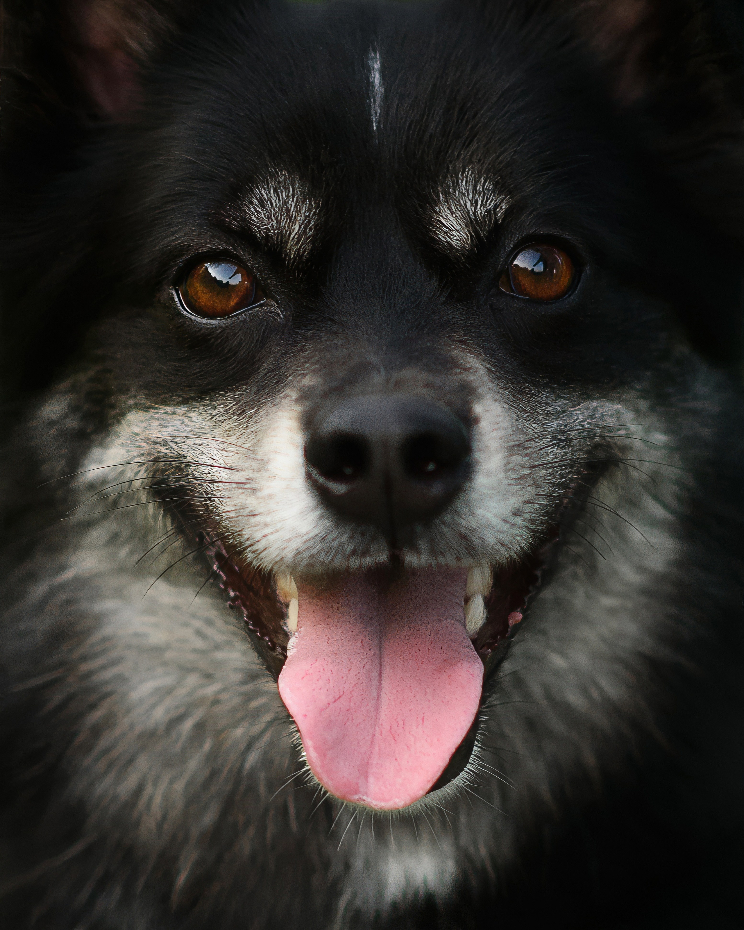 Максим, Надя, Шелби и Рой — 31.05.2025. Фотограф — Анималист | Анна Абрамова