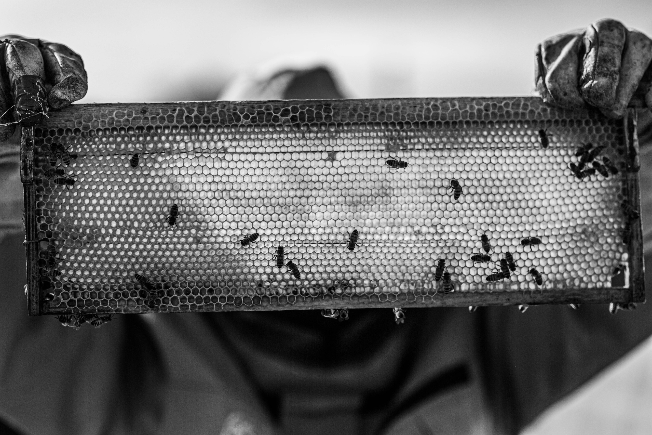 Детали. Zenizza