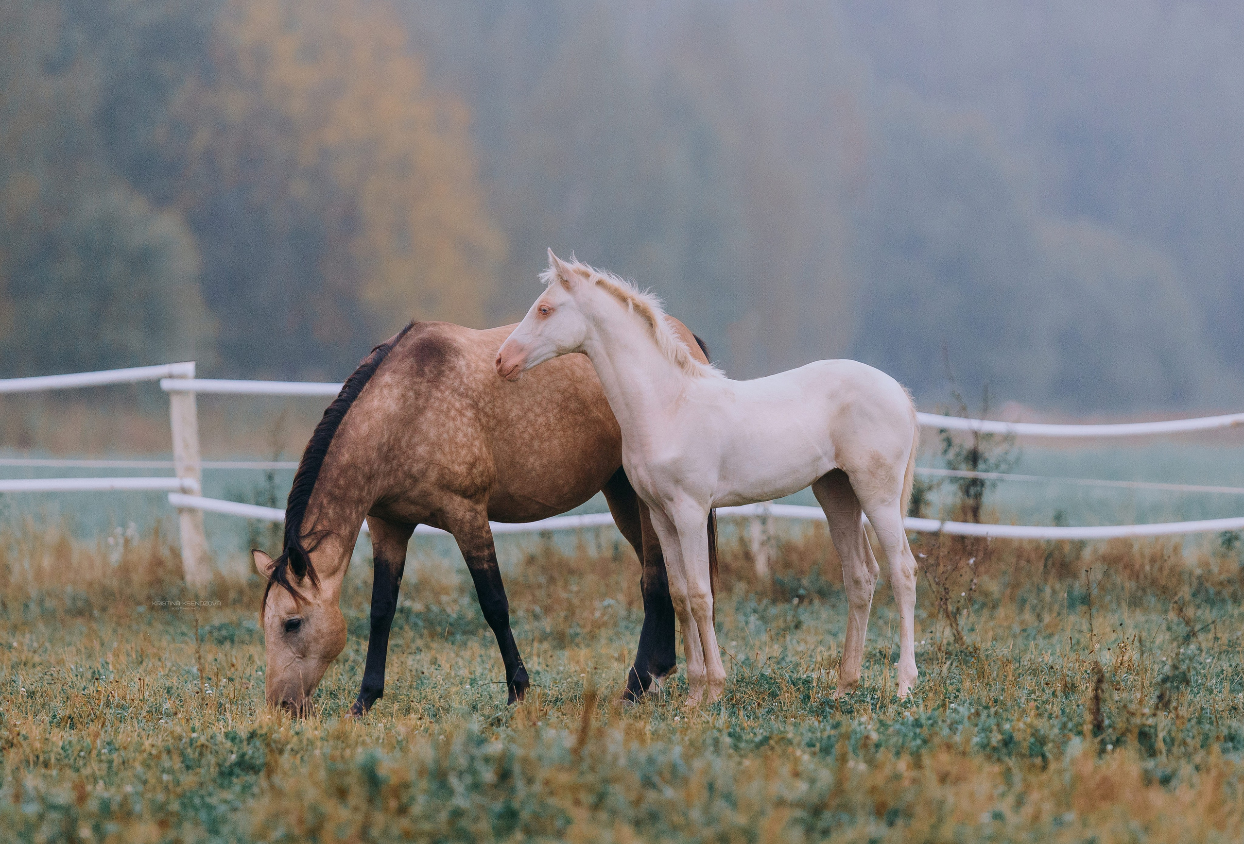В движении. Фотограф-анималист Ксендзова Кристина