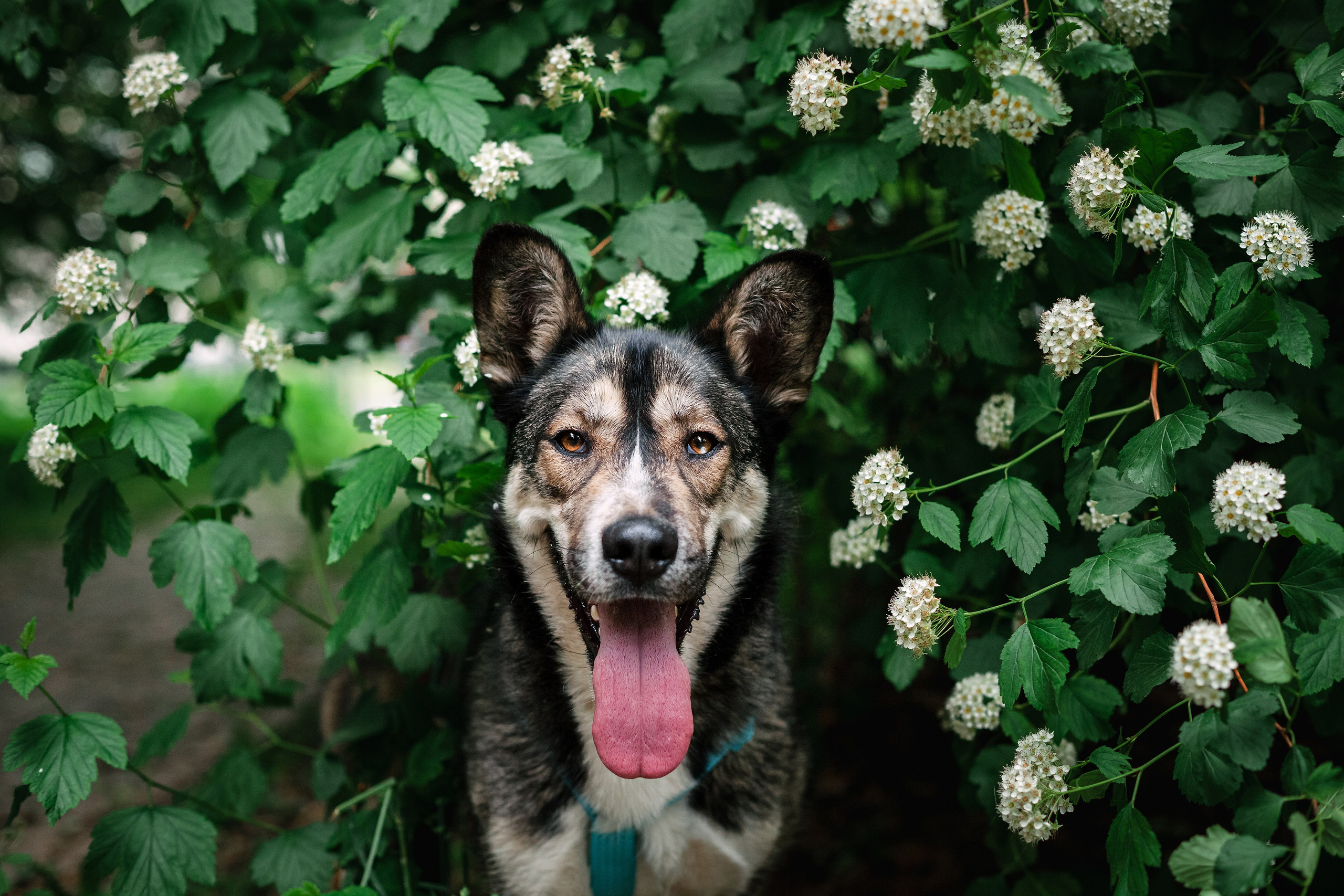 Собаки из приюта Дубовая роща лето 2025. Фотограф-анималист Татьяна Степанова