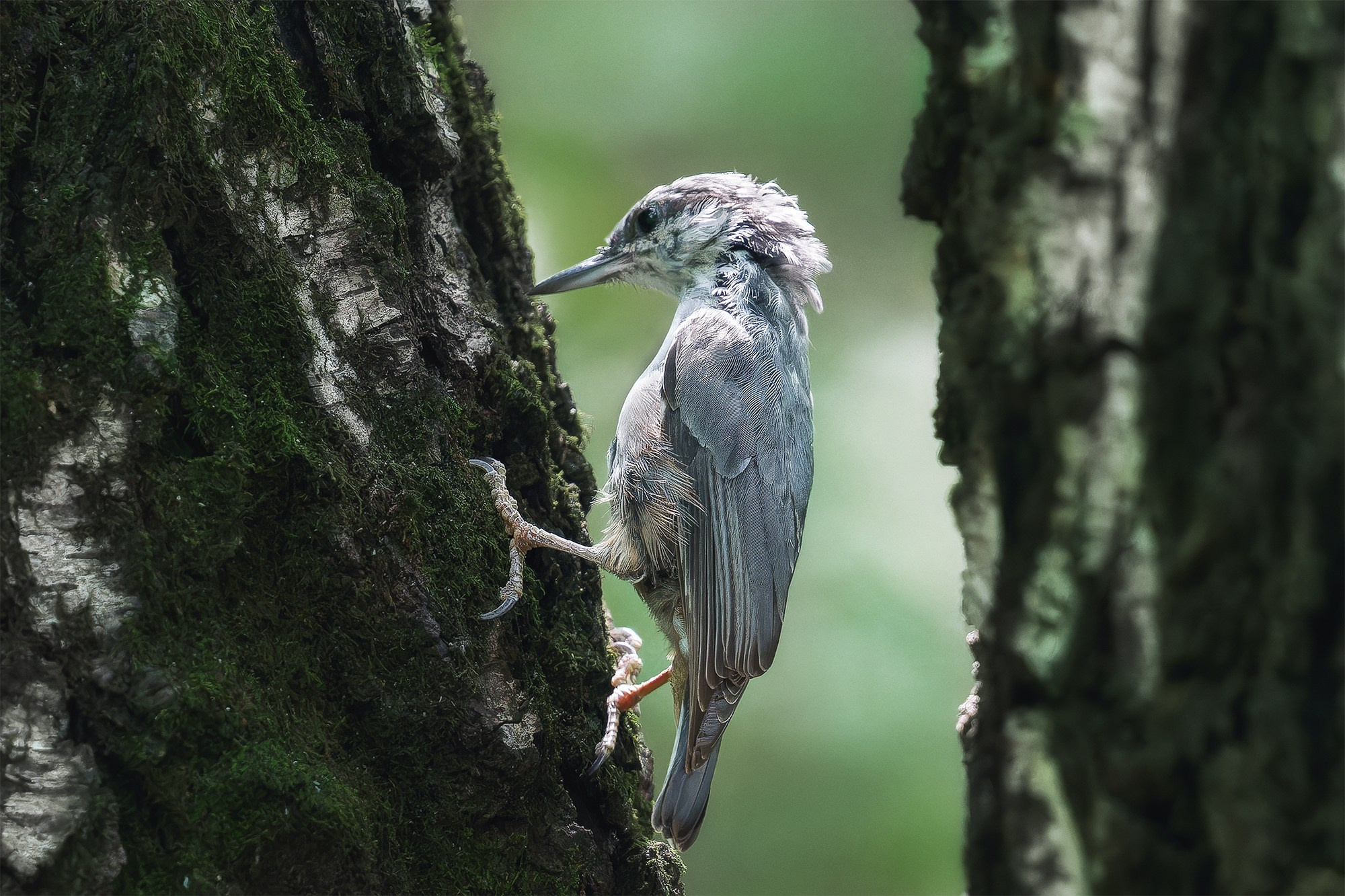 Удивительные мир птиц. Вокруг нас столько прекрасного — присмотритесь!. Ваш личный фотограф Марина Волкова