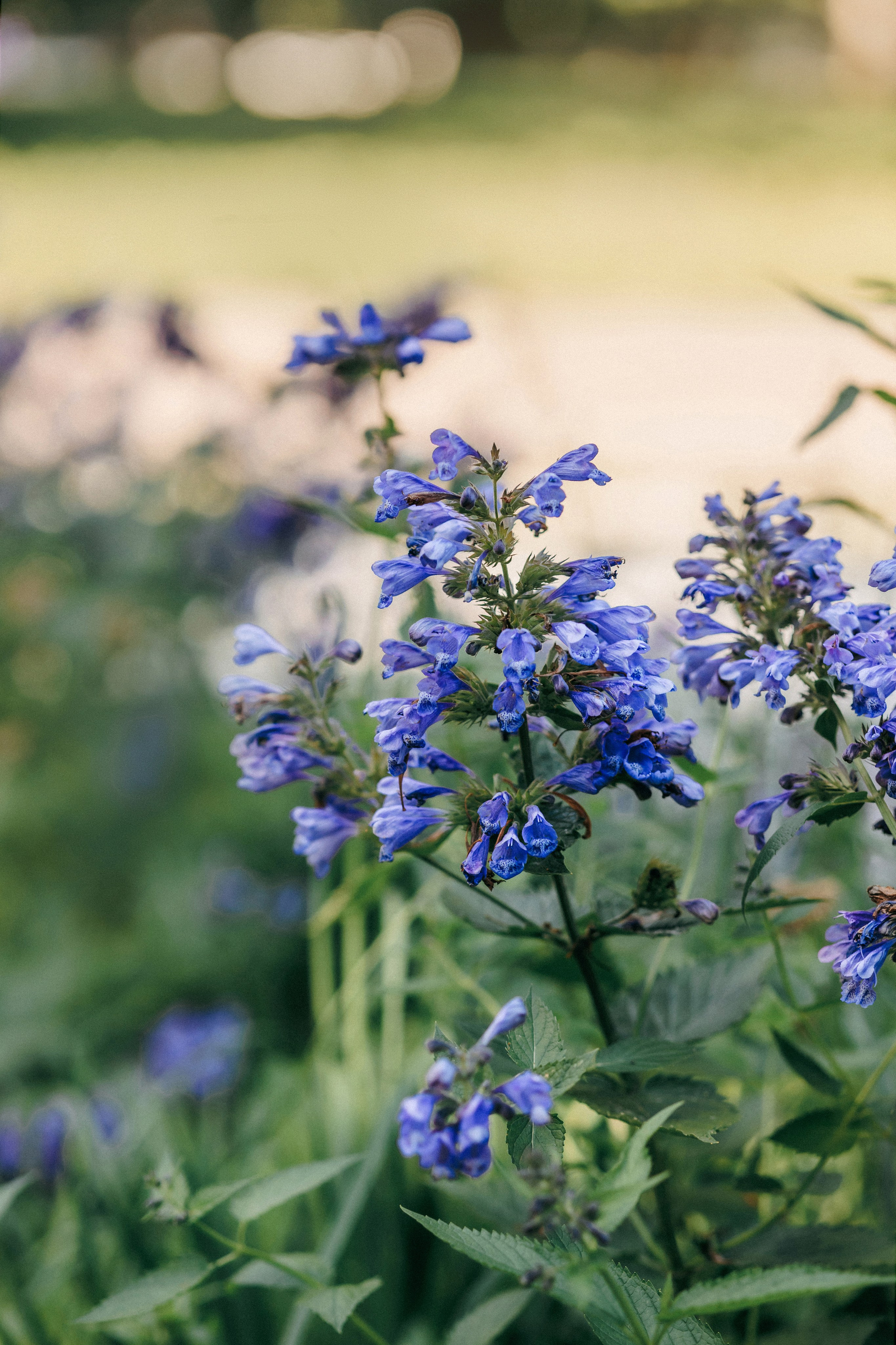 Марина, Данил и Бруно. Фотограф-анималист Елена Радченко, Москва