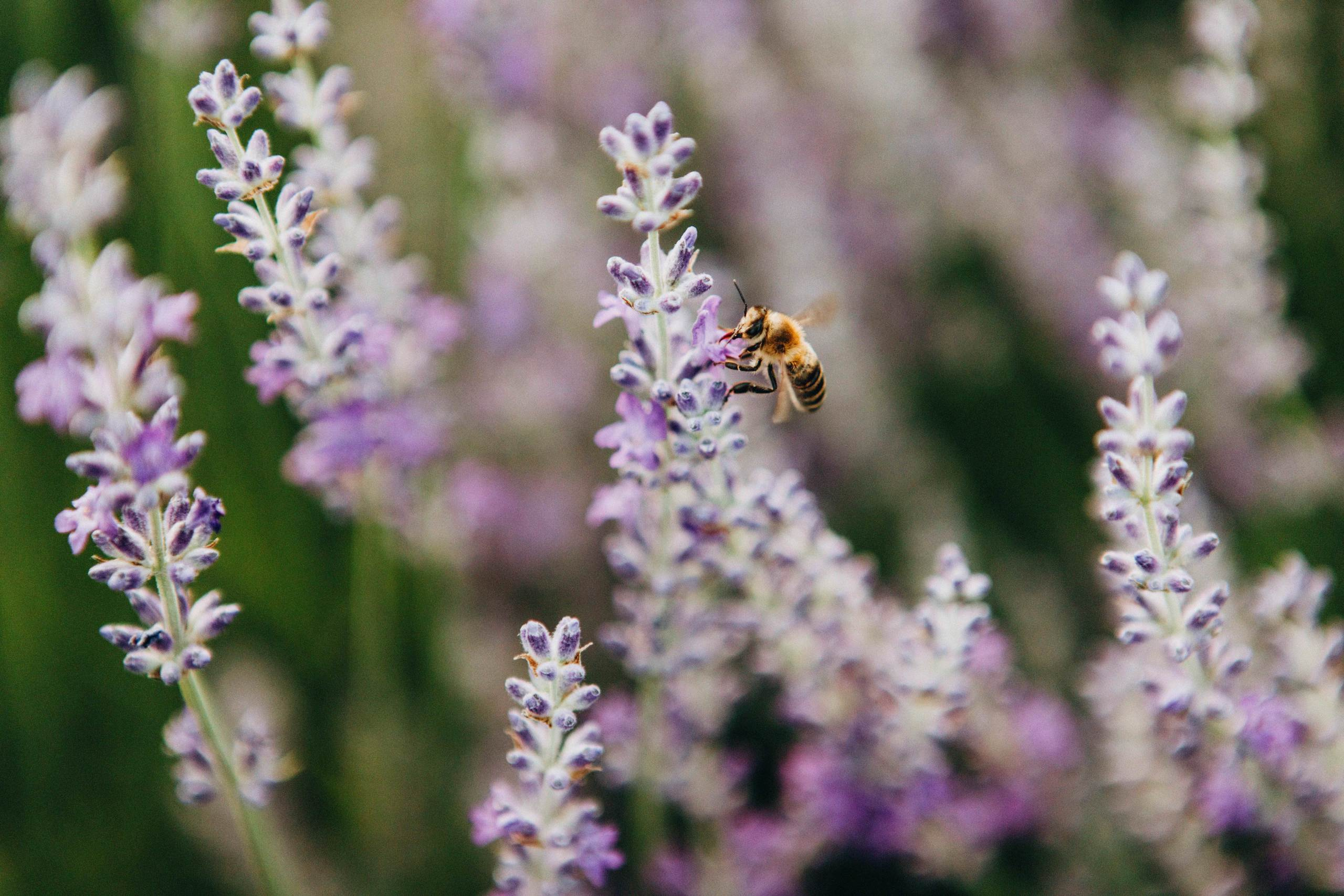 Немного Прованса. Свадебный и семейный фотограф Арестенко Анастасия