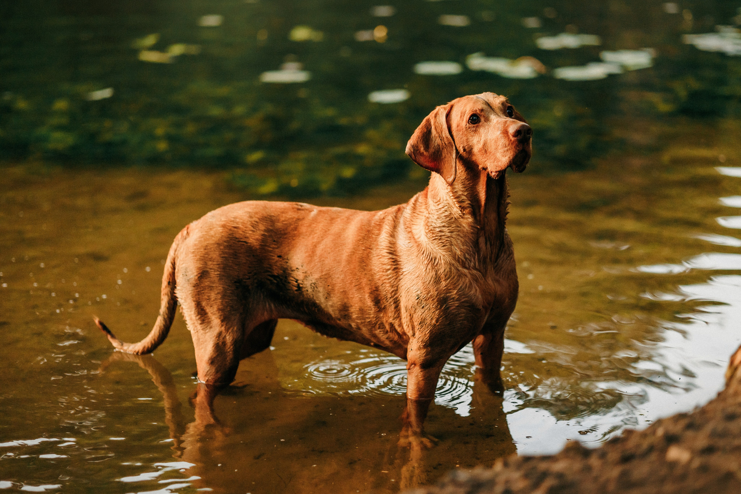 Марина, Глеб, Мая и Чили. Фотограф-анималист Елена Радченко, Москва