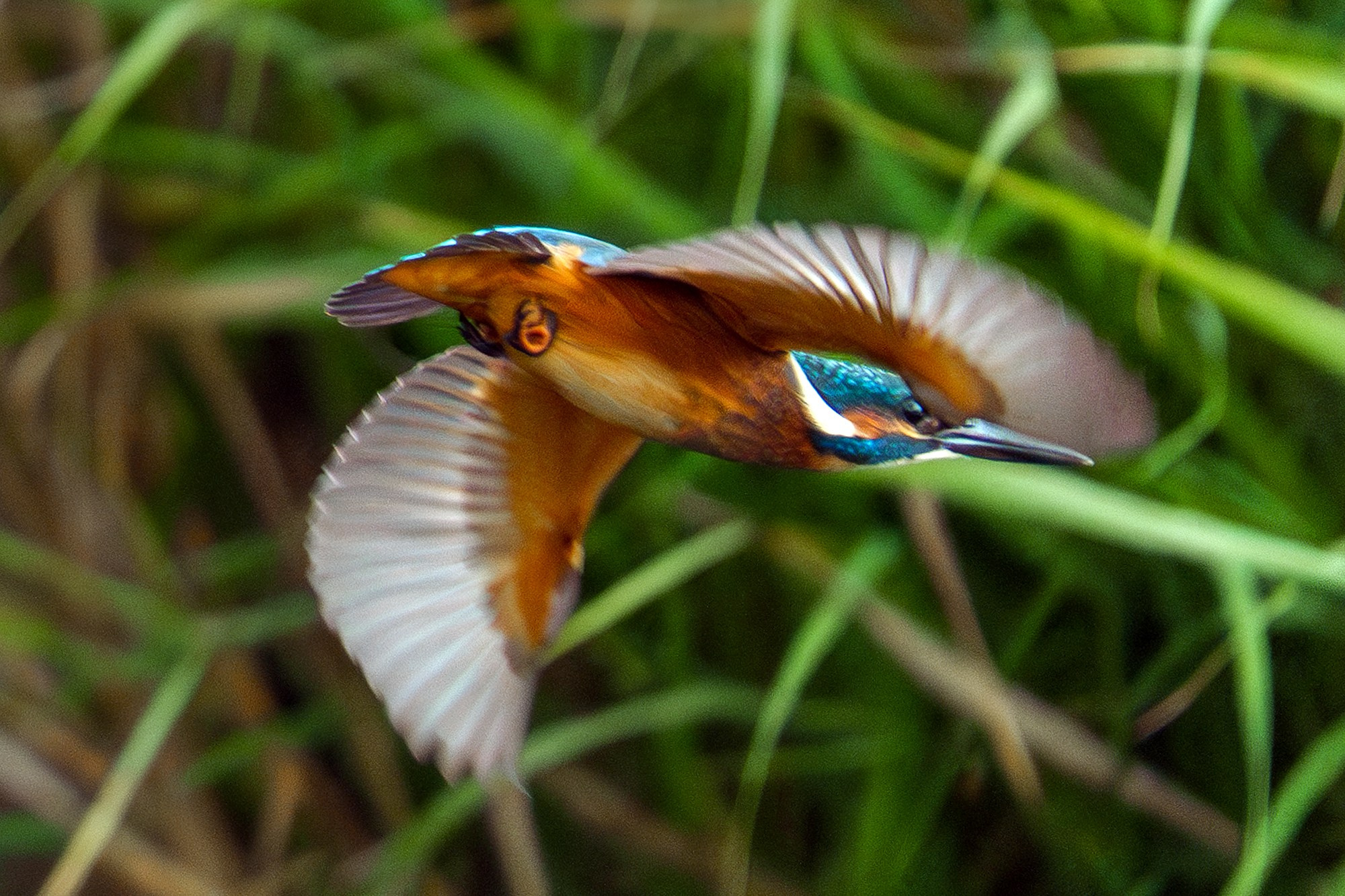 Удивительные мир птиц. Вокруг нас столько прекрасного — присмотритесь!. Ваш личный фотограф Марина Волкова