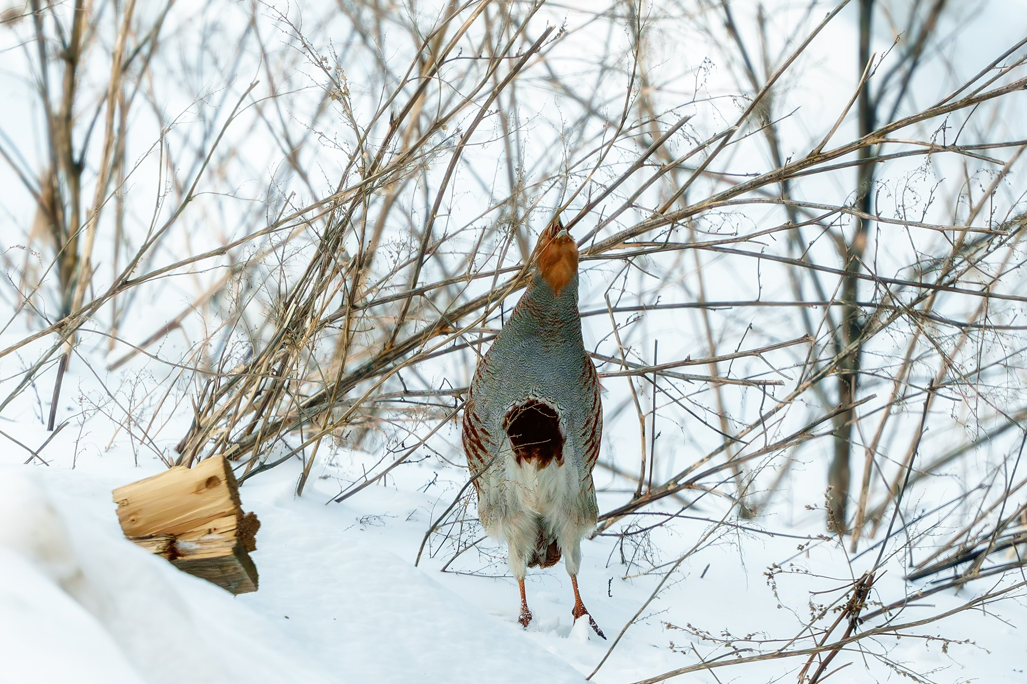 Удивительные мир птиц. Вокруг нас столько прекрасного — присмотритесь!. Ваш личный фотограф Марина Волкова