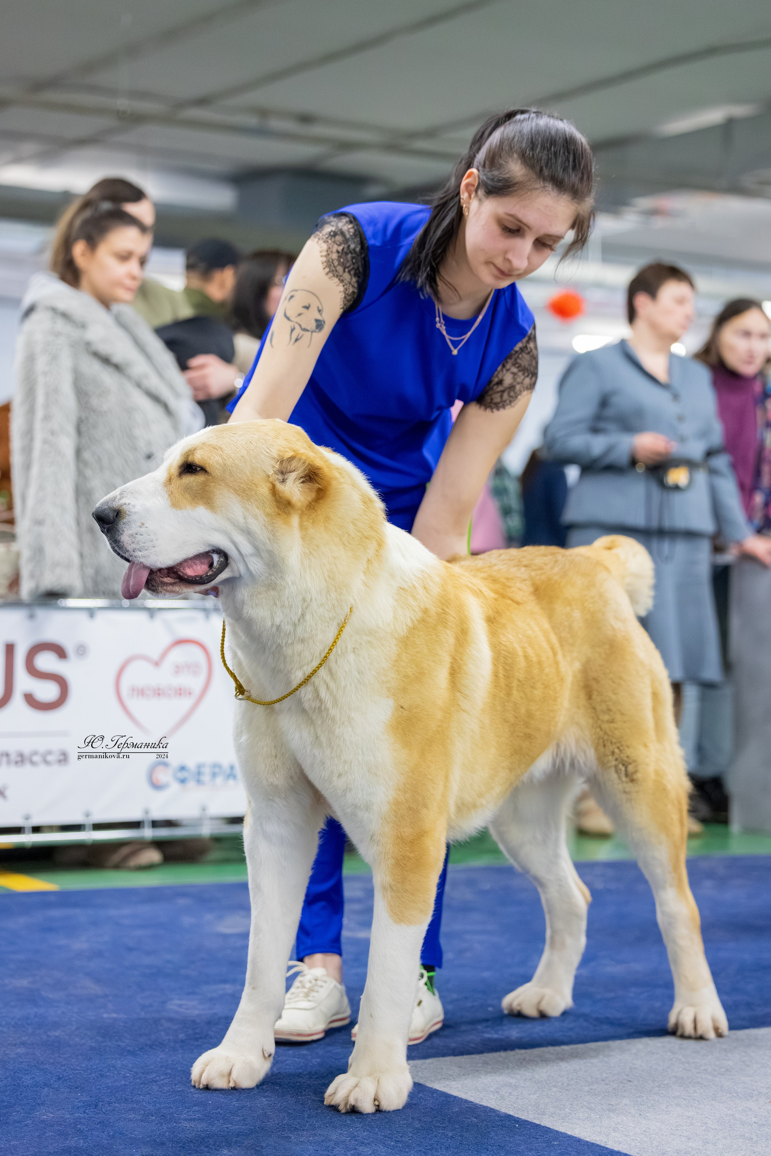 Сфера 08 и 10.03.2024 2хмоно ротвейлеров+2хмоно сао. Фотограф-анималист Юлия Германика