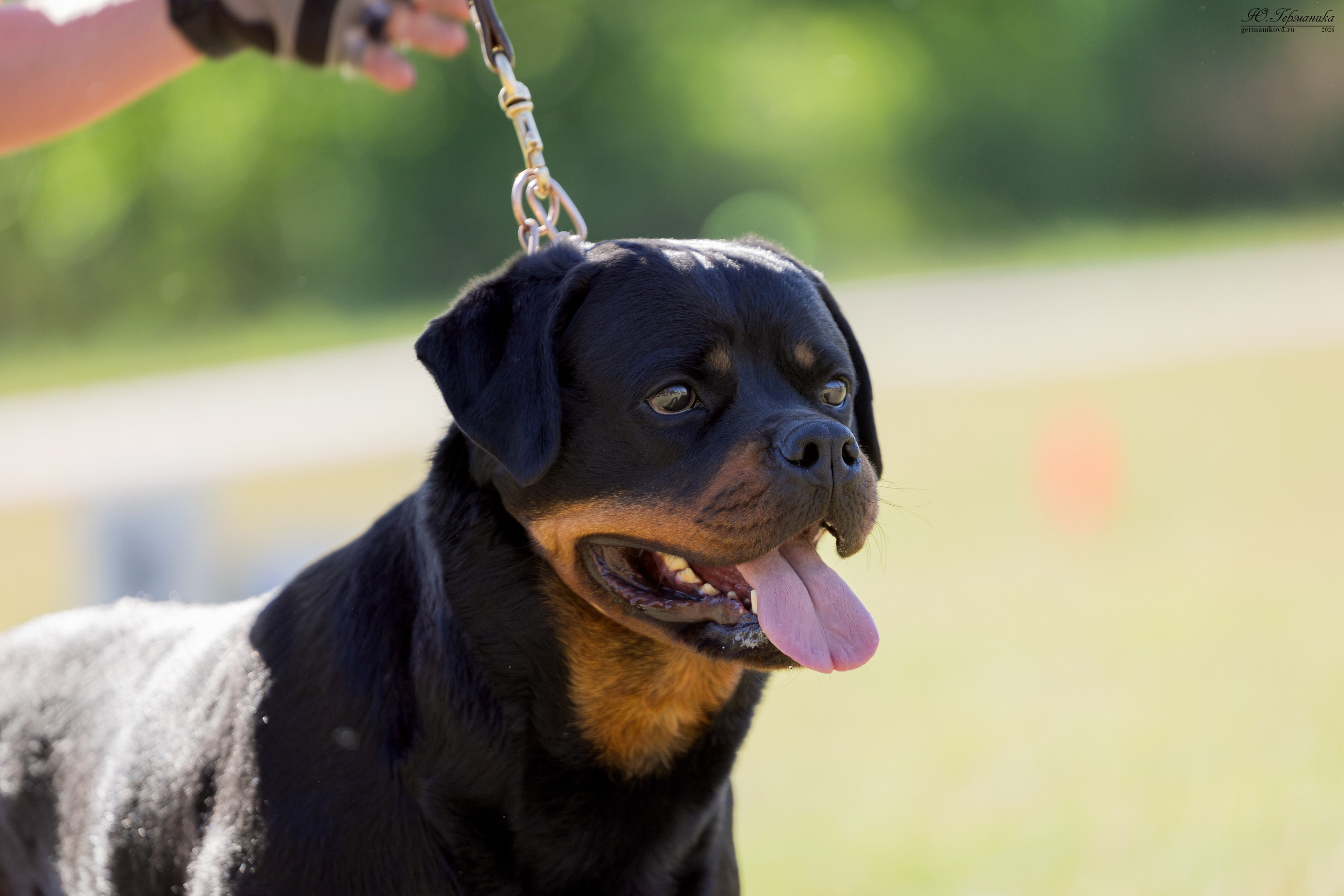 Воронеж моно ротвейлеров 25-26.05.2024. Фотограф-анималист Юлия Германика