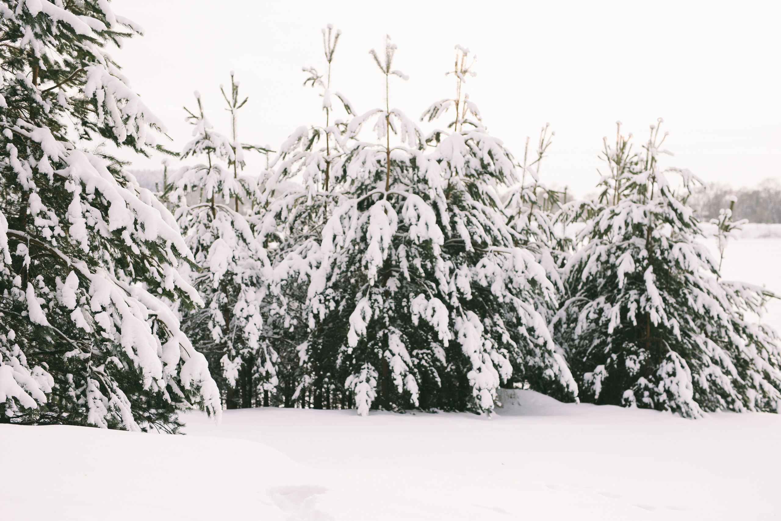 Зимняя, теплая. Свадебный фотограф в Калуге Алексей Климов