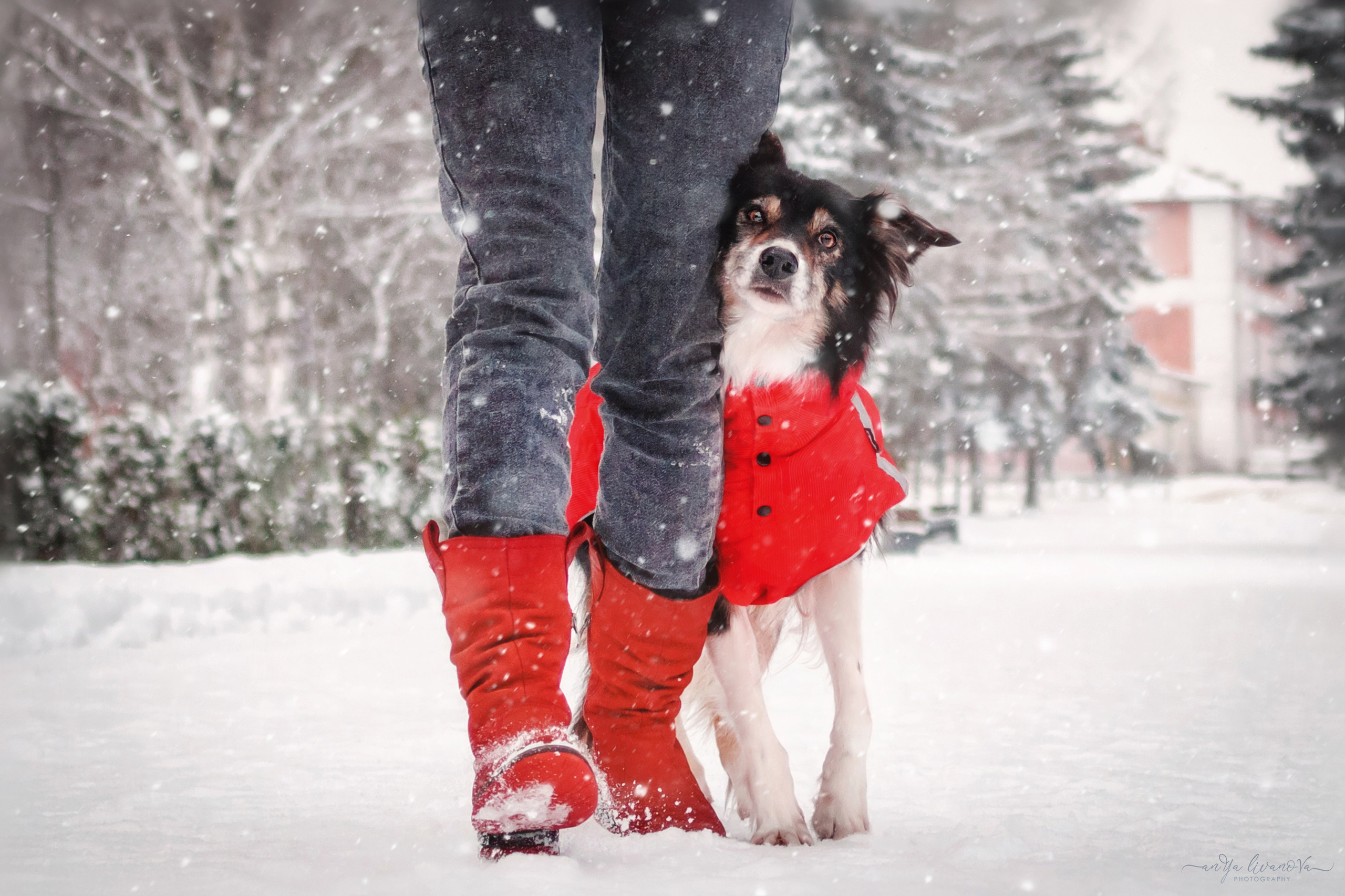 Рокки. Фотограф анималист Аня Ливанова | Рыбинск