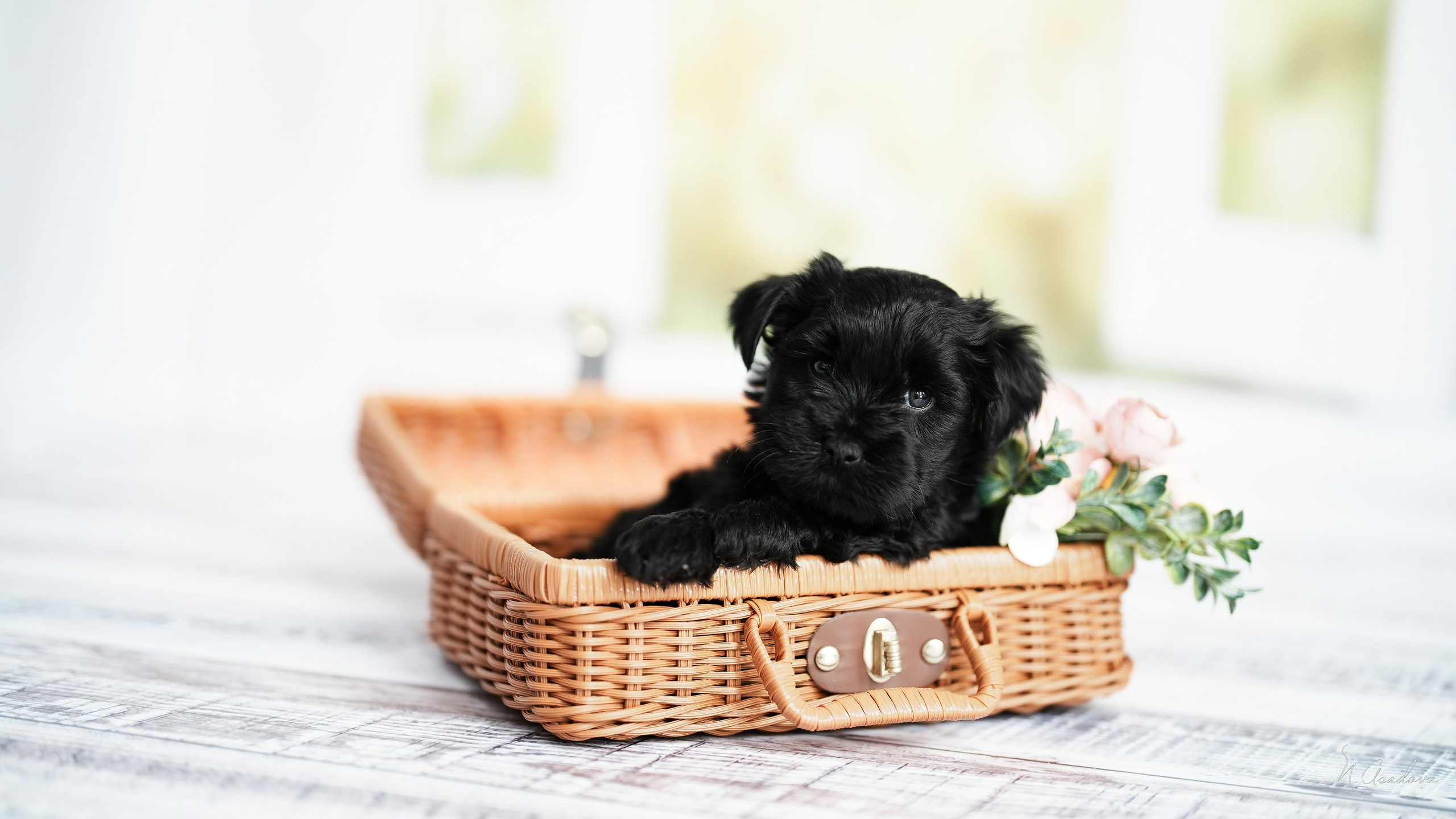 Тибетские терьеры 1мес. Фотограф-анималист Асадова