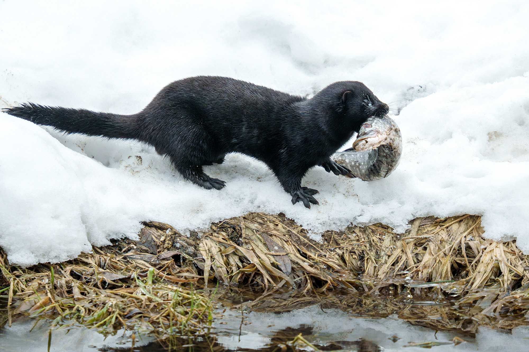 Животные. Ваш личный фотограф Марина Волкова