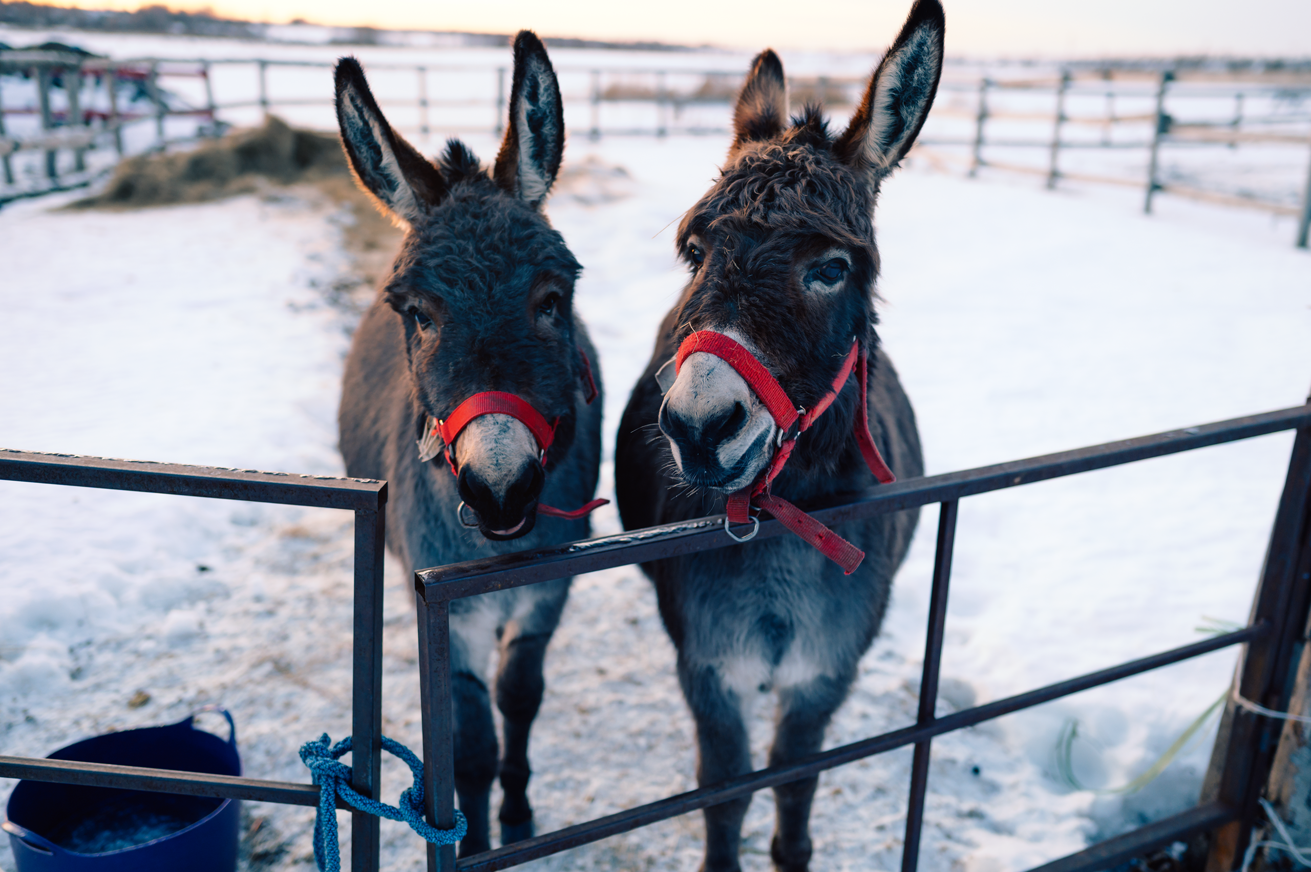 Творческое портфолио. Komonev