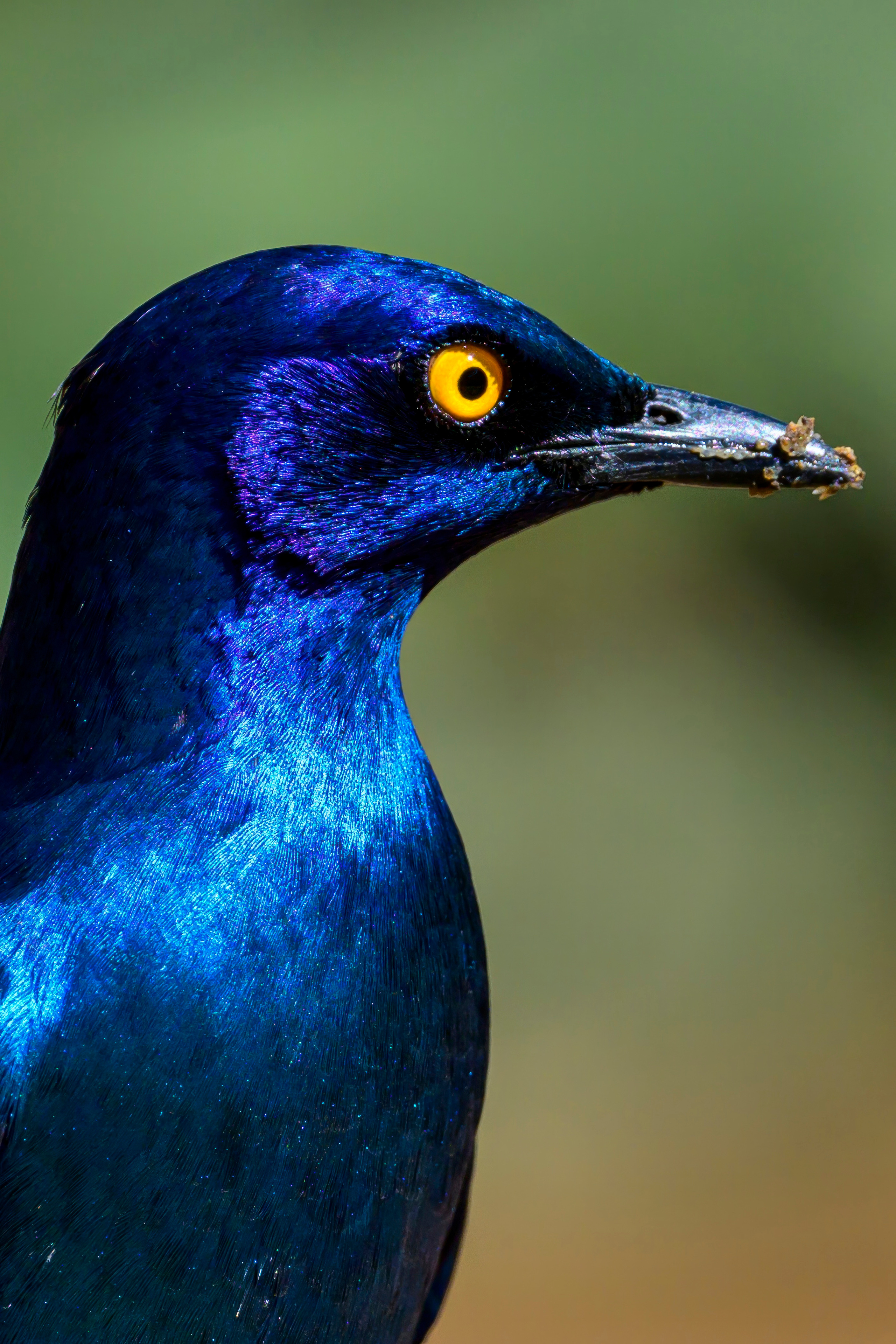 Парк Крюгера, ЮАР, 2023. Фотограф Сергей Пупонин