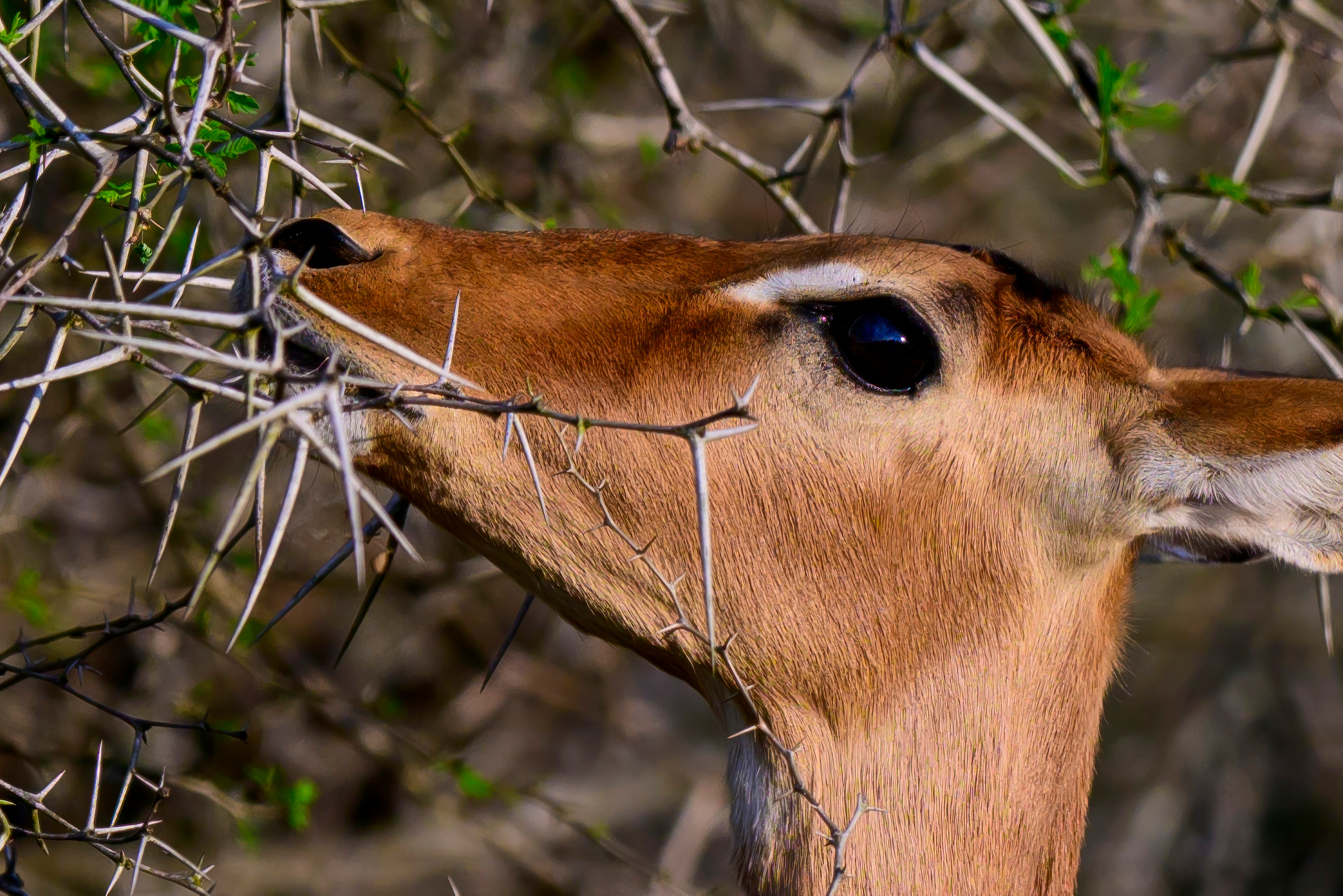 Парк Крюгера, ЮАР, 2023. Фотограф Сергей Пупонин