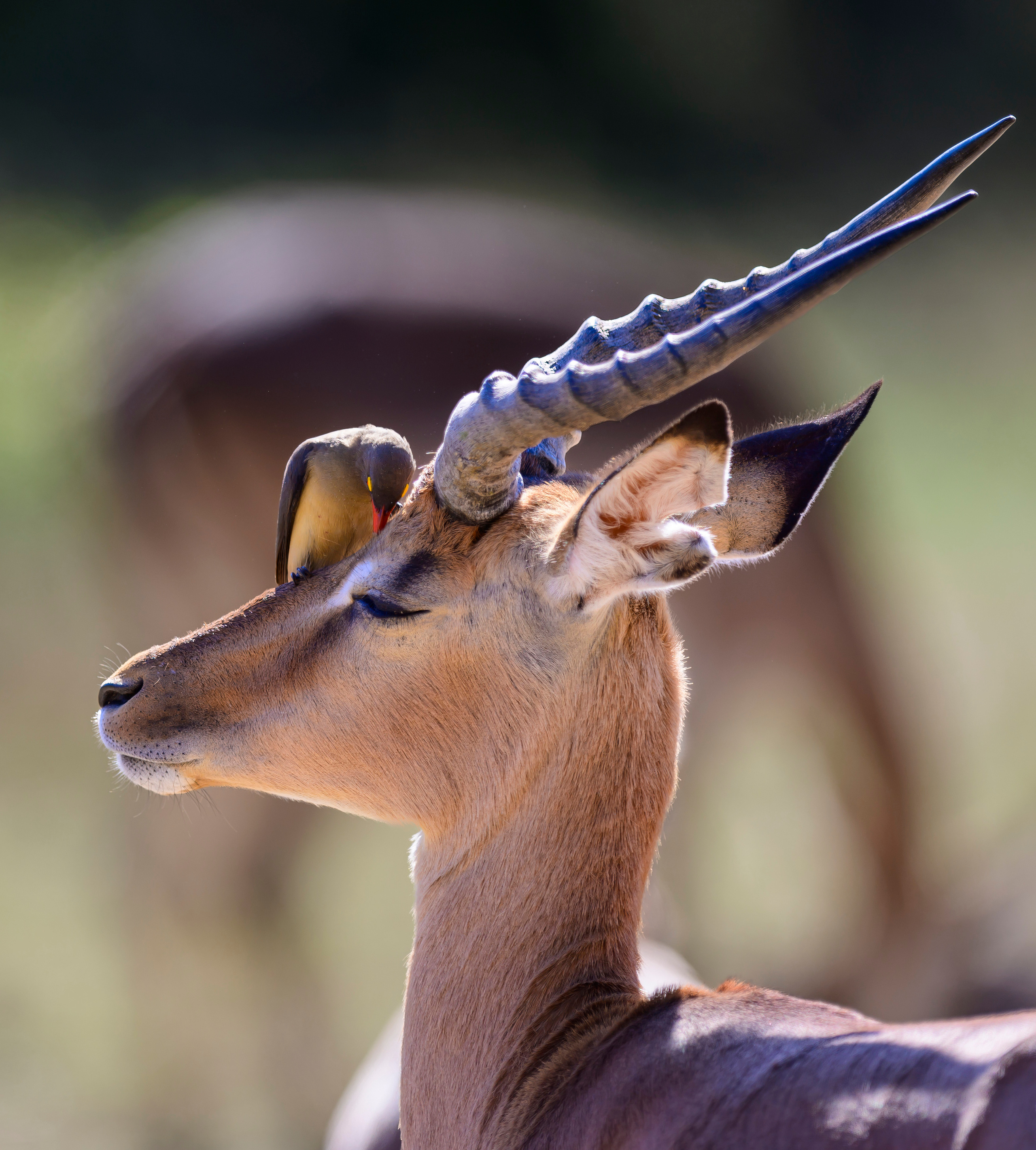 Парк Крюгера, ЮАР, 2023. Фотограф Сергей Пупонин