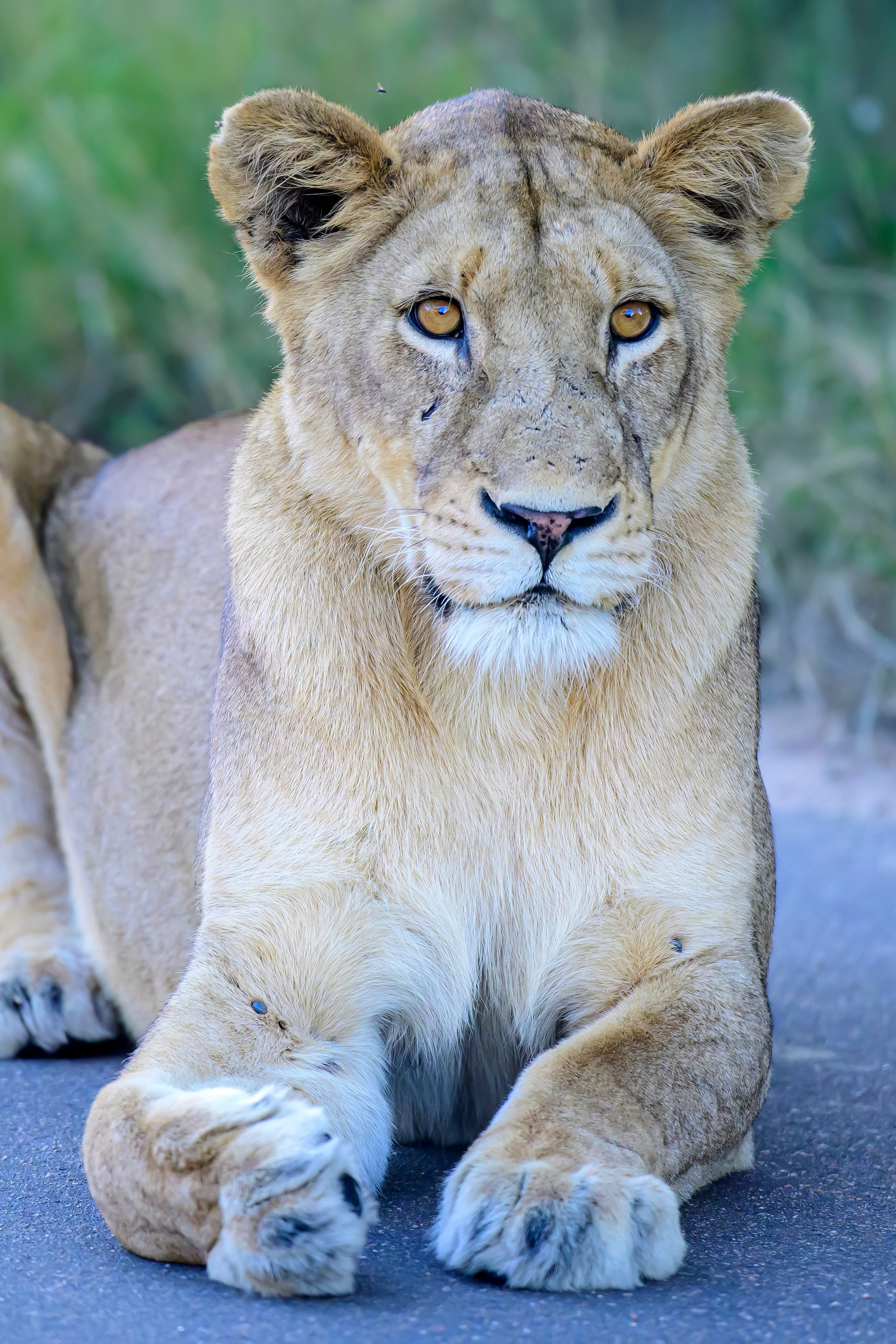 Парк Крюгера, ЮАР, 2023. Фотограф Сергей Пупонин