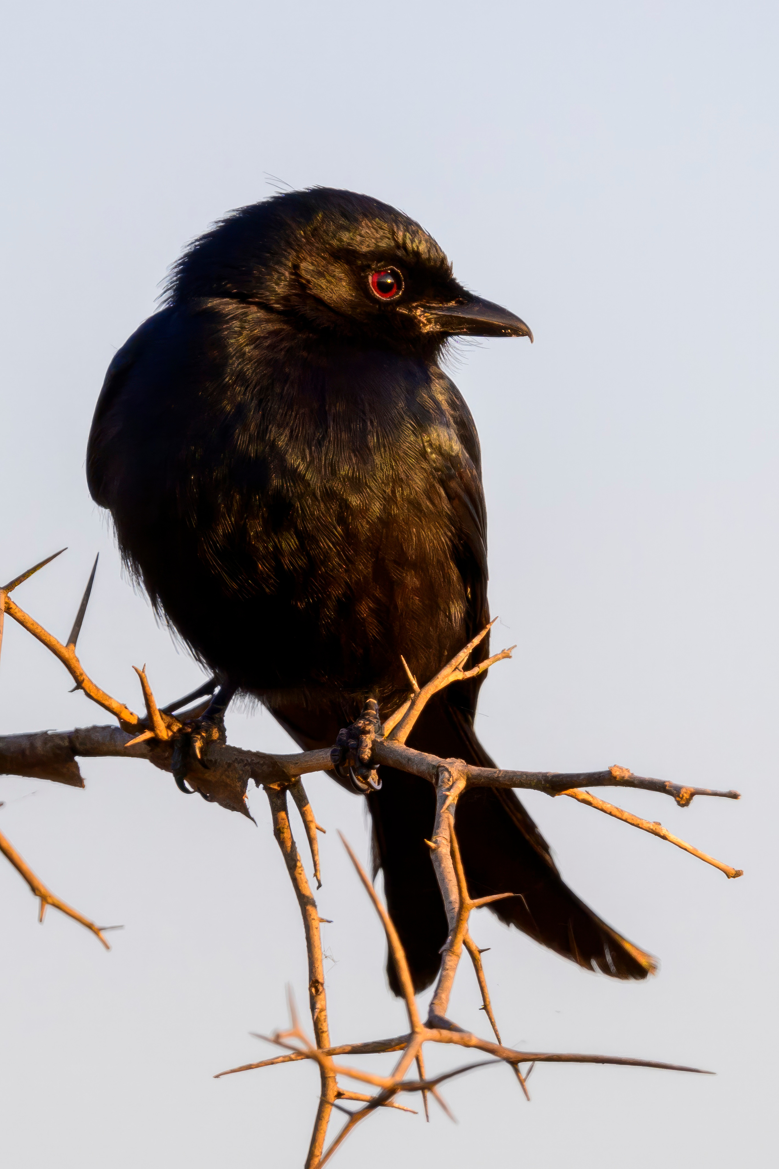 Парк Крюгера, ЮАР, 2023. Фотограф Сергей Пупонин