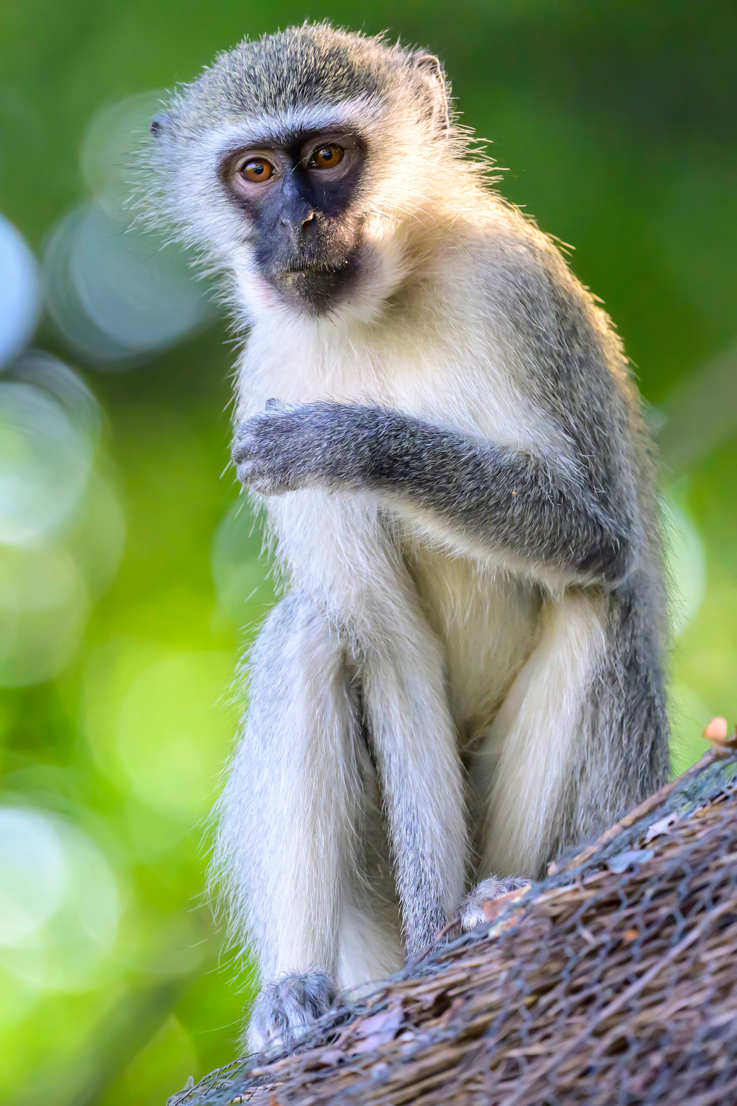 Парк Крюгера, ЮАР, 2023. Фотограф Сергей Пупонин