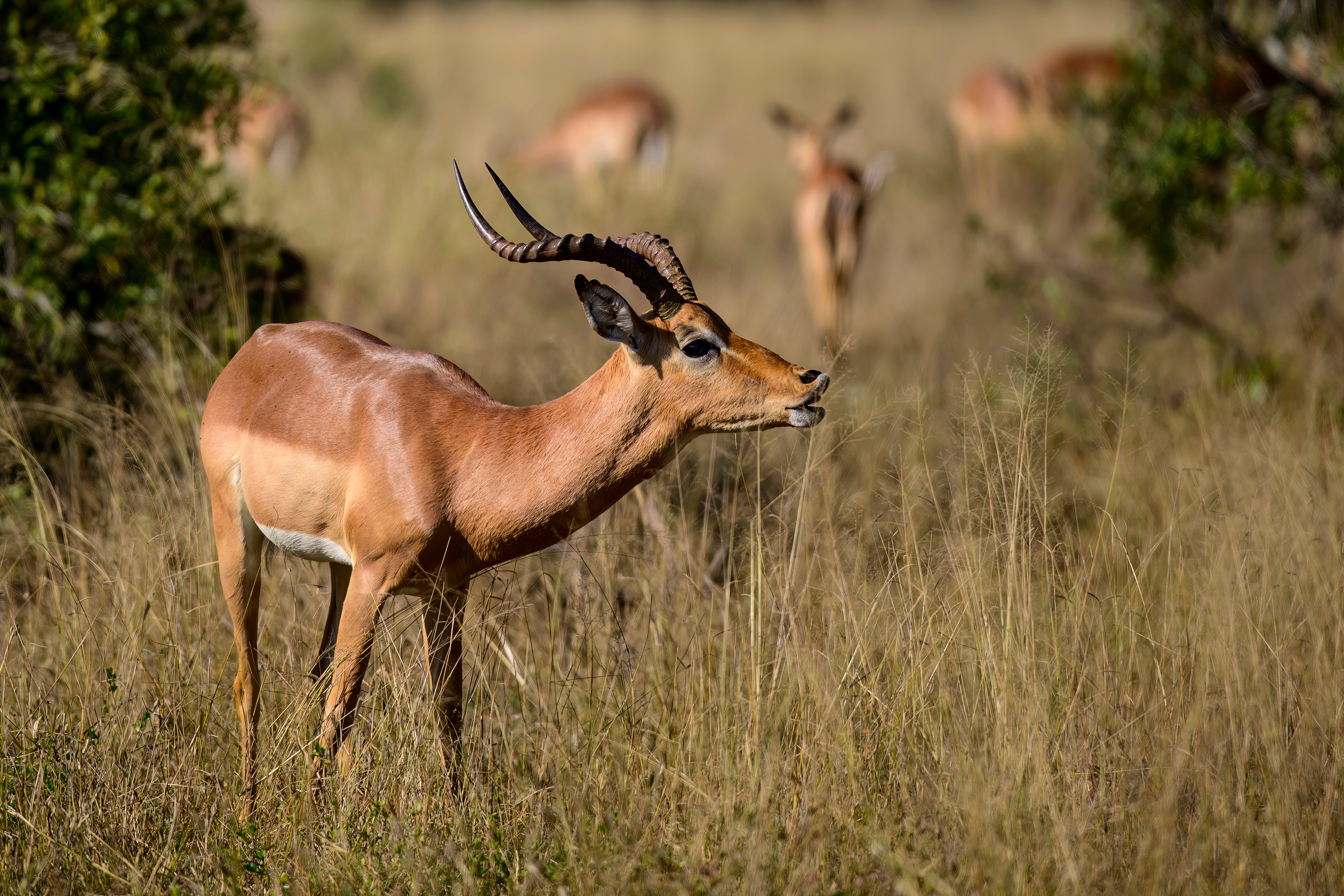 Парк Крюгера, ЮАР, 2023. Фотограф Сергей Пупонин