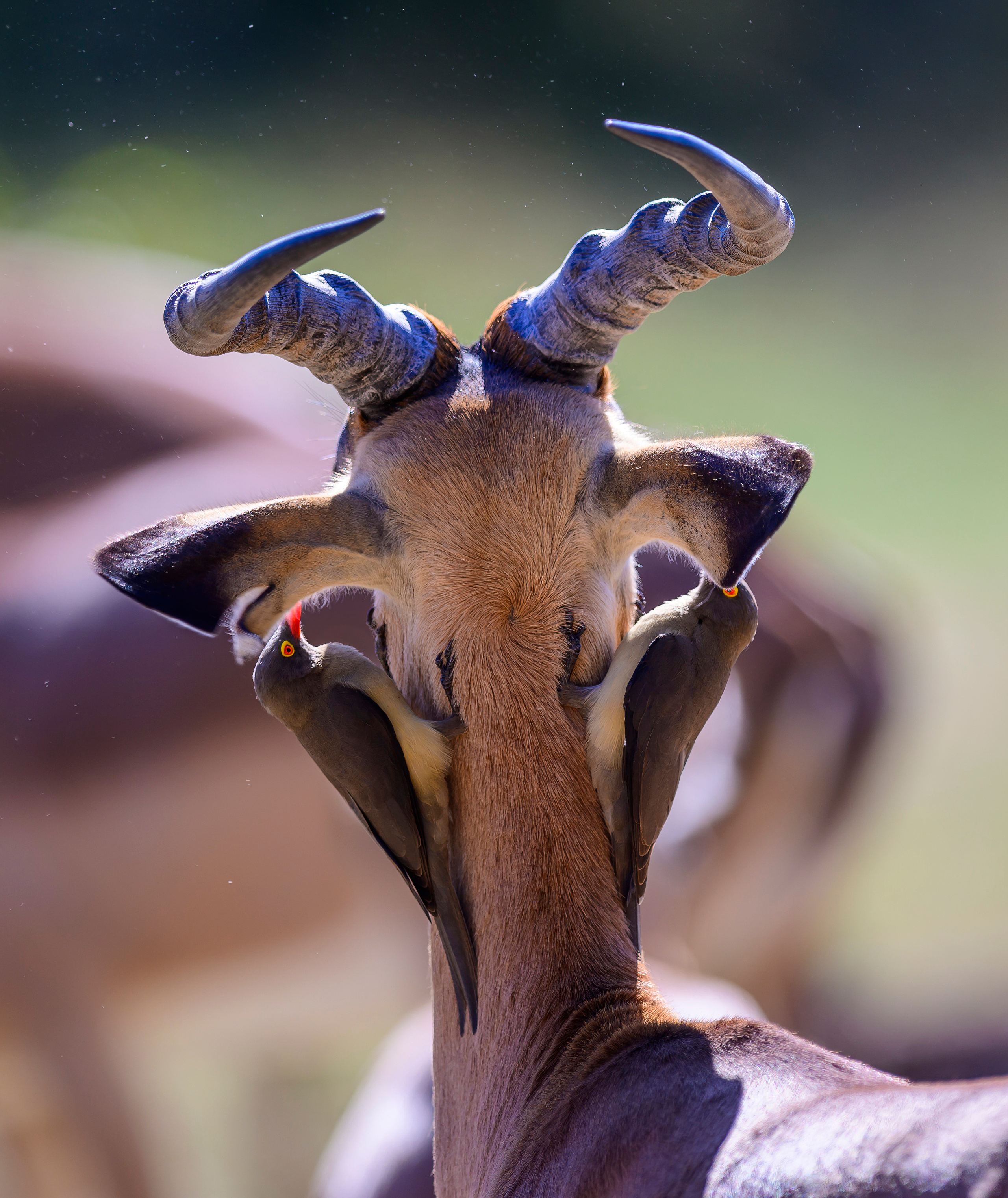 Парк Крюгера, ЮАР, 2023. Фотограф Сергей Пупонин