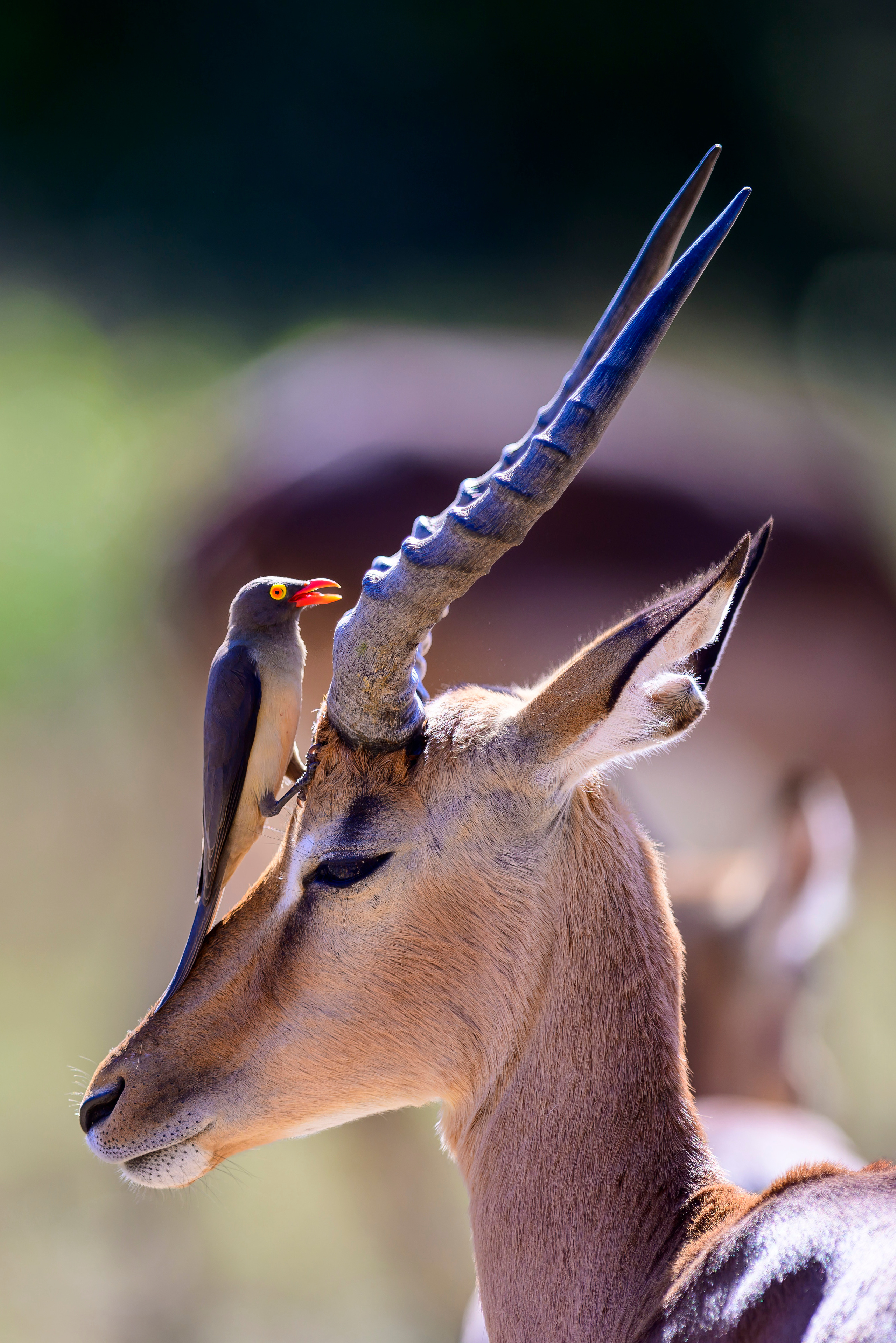 Парк Крюгера, ЮАР, 2023. Фотограф Сергей Пупонин