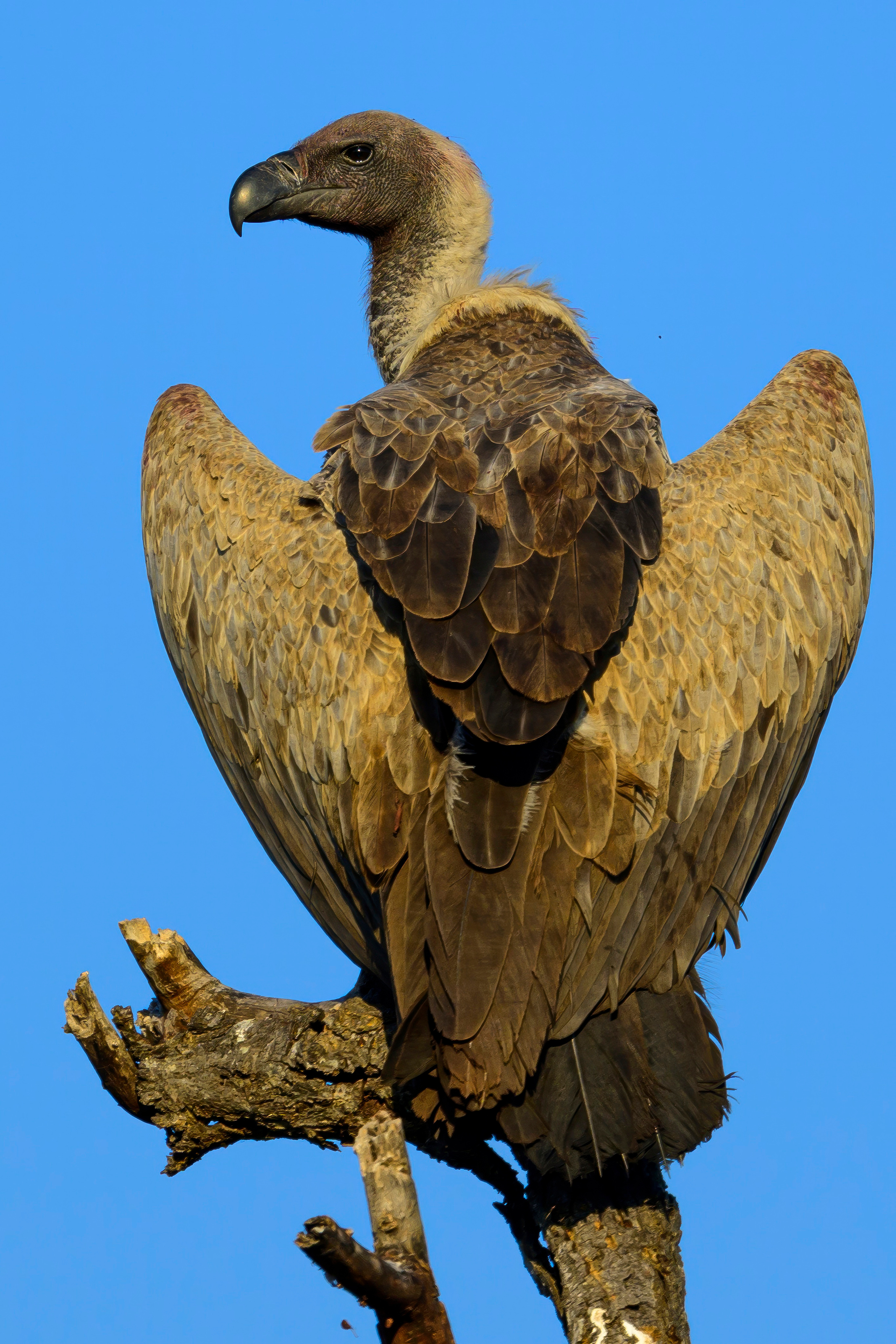 Парк Крюгера, ЮАР, 2023. Фотограф Сергей Пупонин