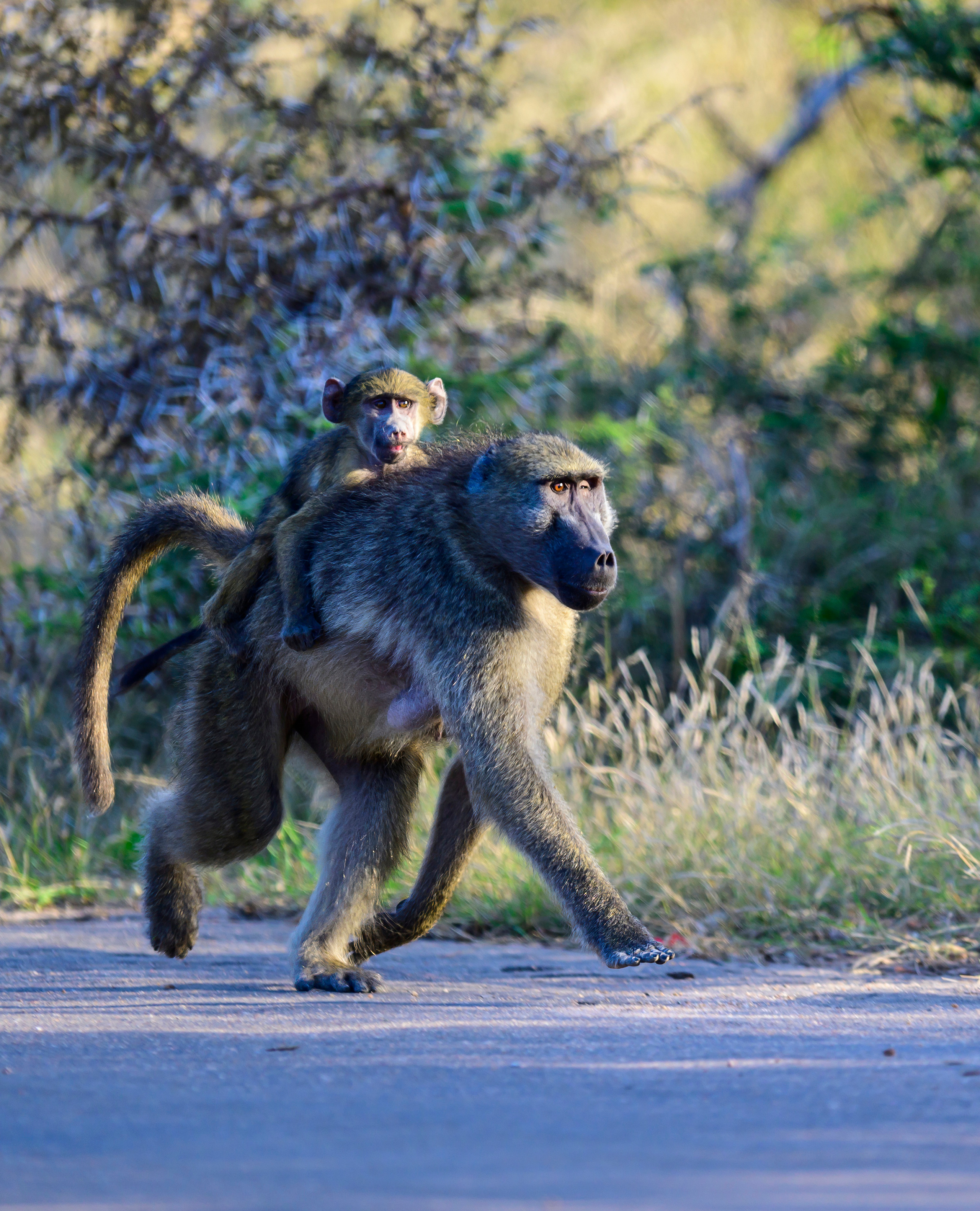 Парк Крюгера, ЮАР, 2023. Фотограф Сергей Пупонин